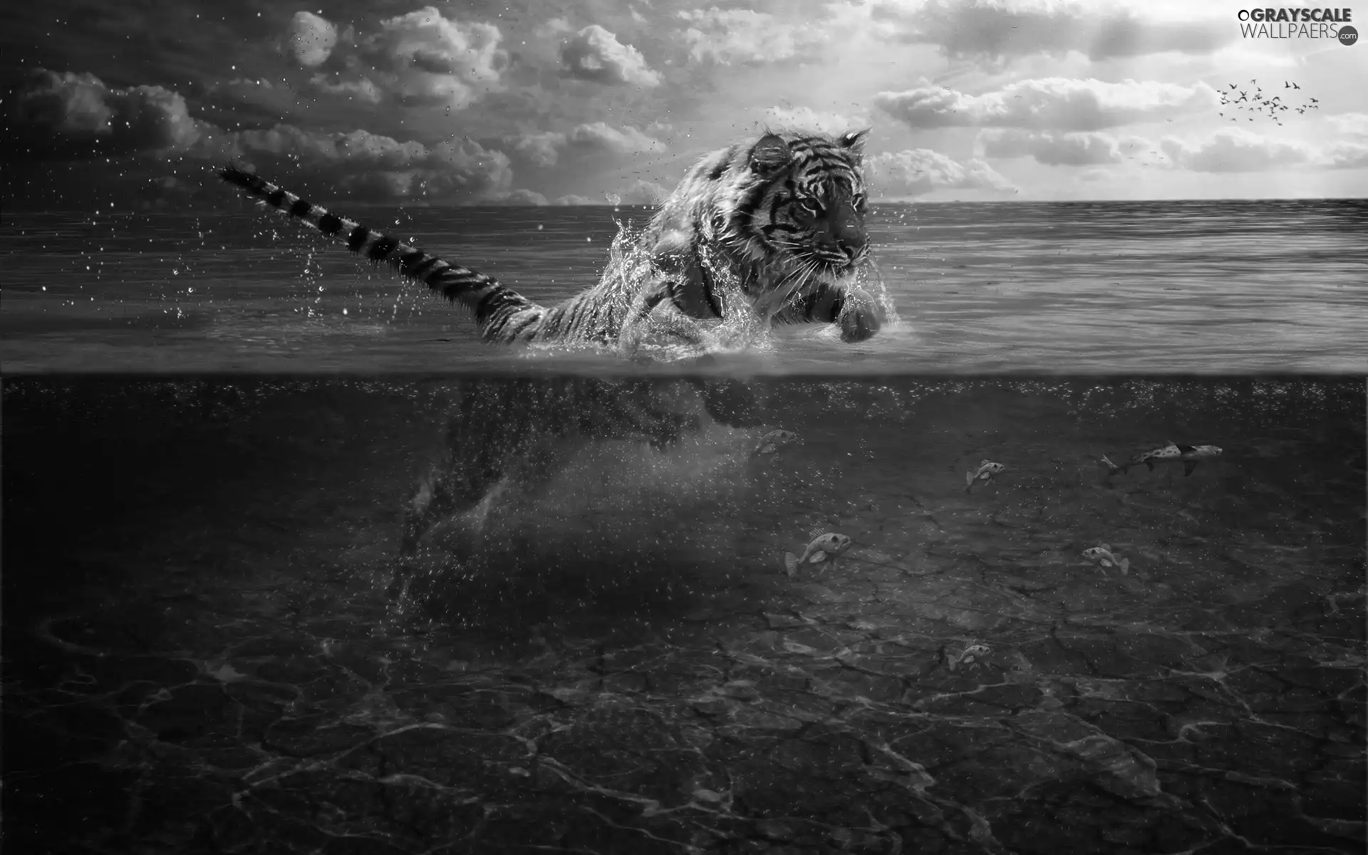 tiger, fish, clouds, water