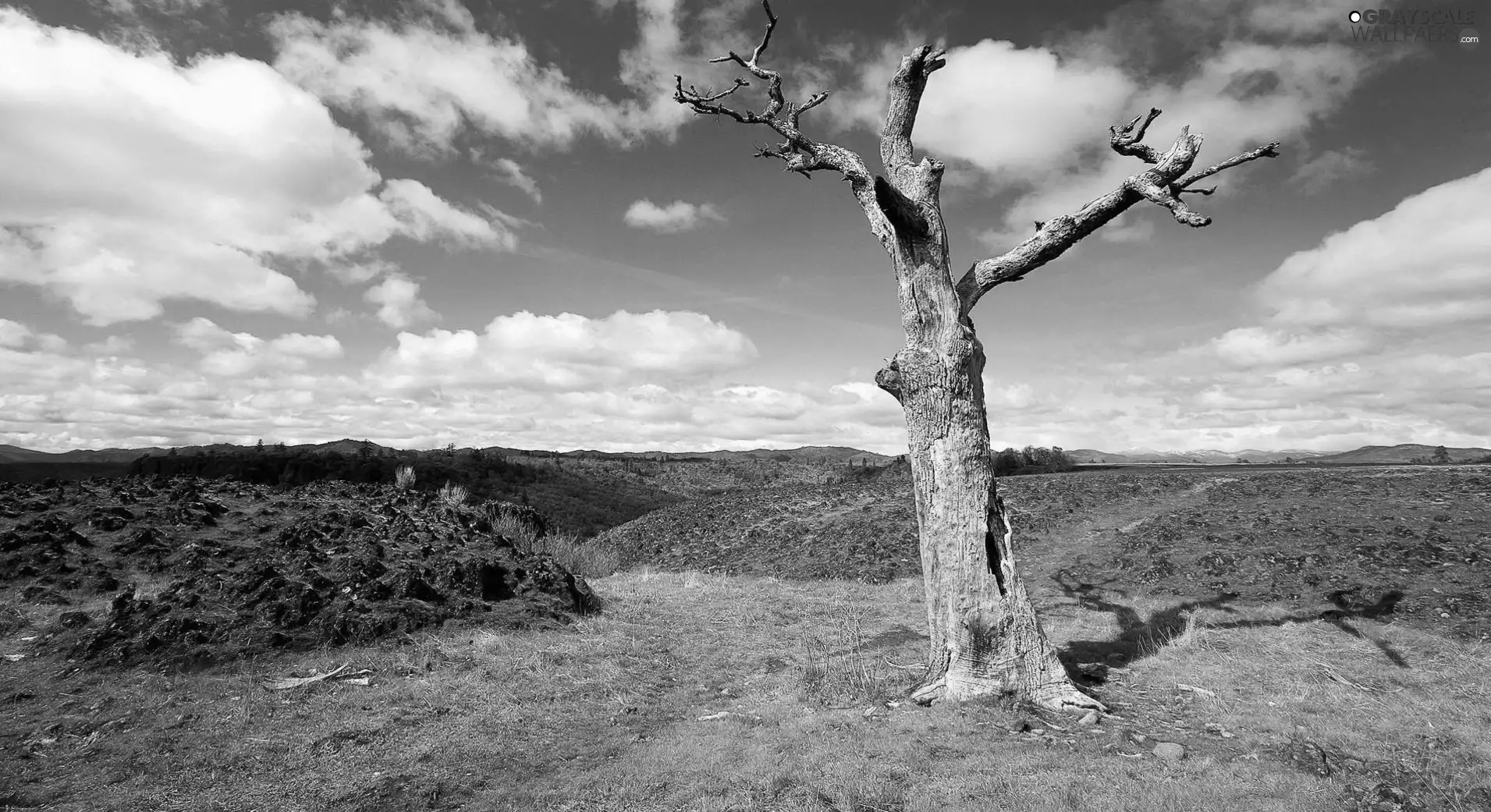 clouds, dry, trees