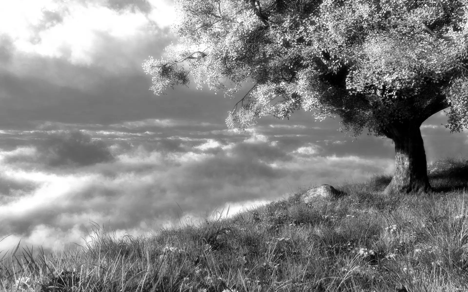 trees, grass, clouds, Flowers