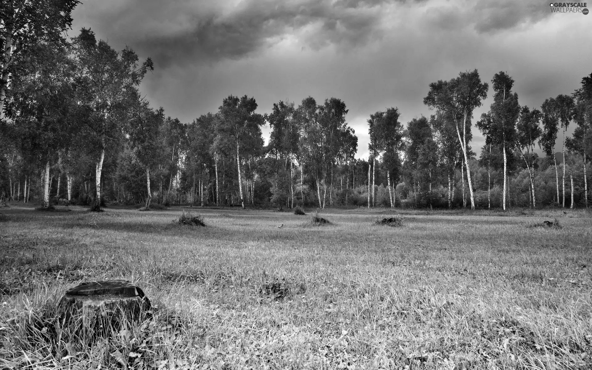 trees, Meadow, clouds, viewes