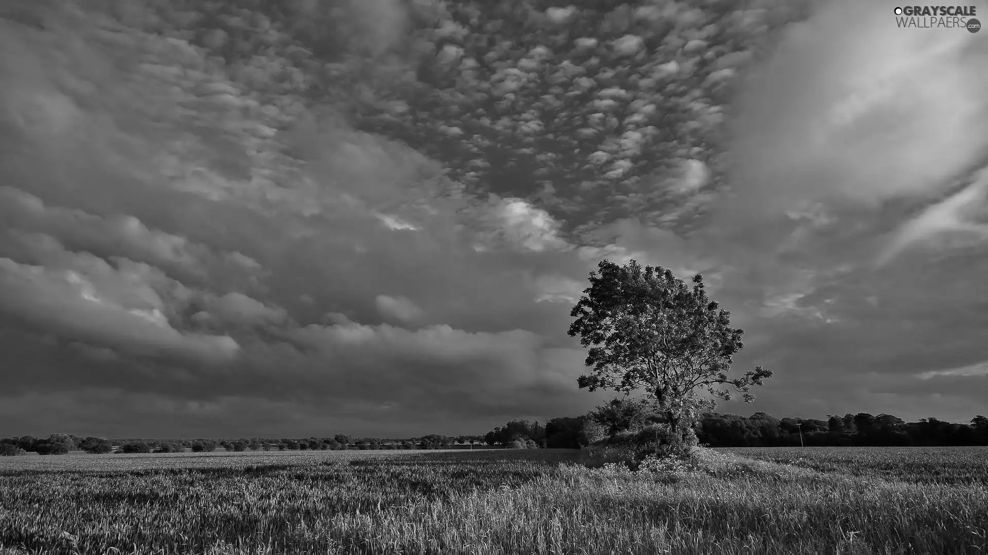 clouds, Meadow, trees