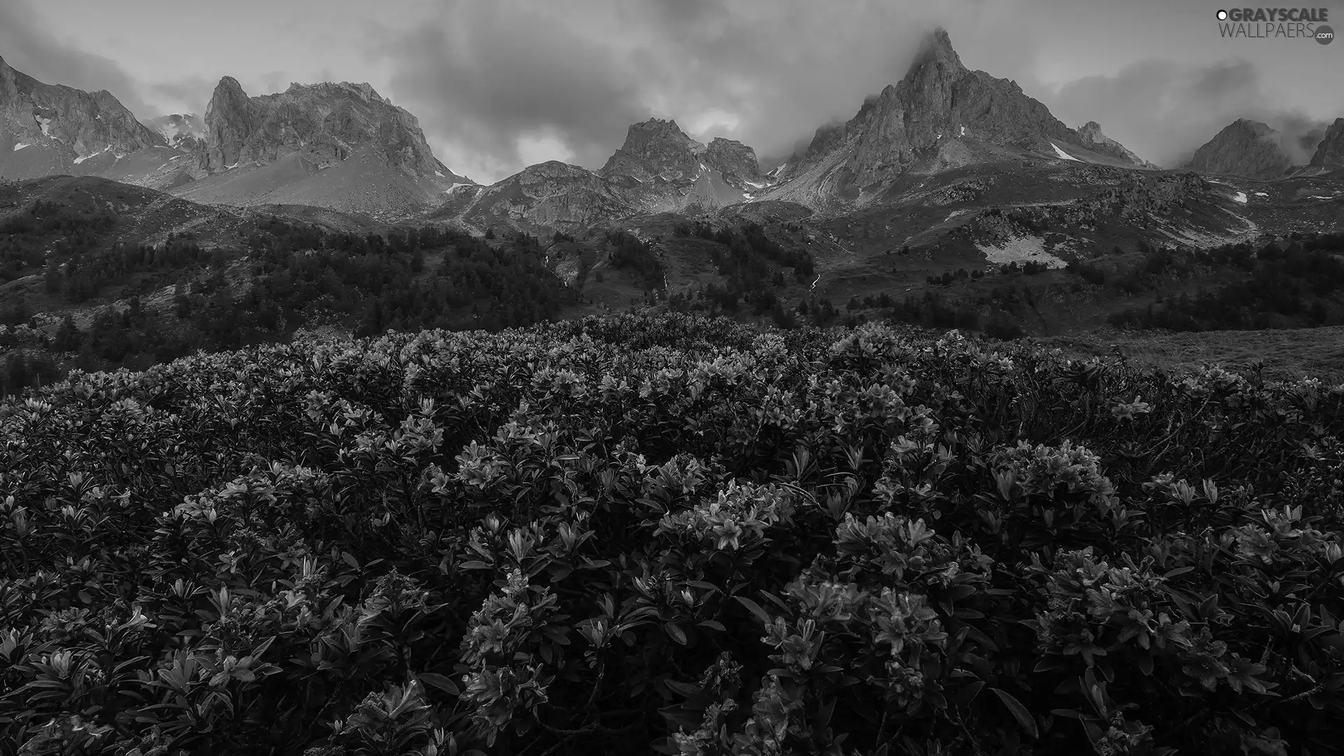 viewes, Mountains, Rhododendron, clouds, Flowers, trees