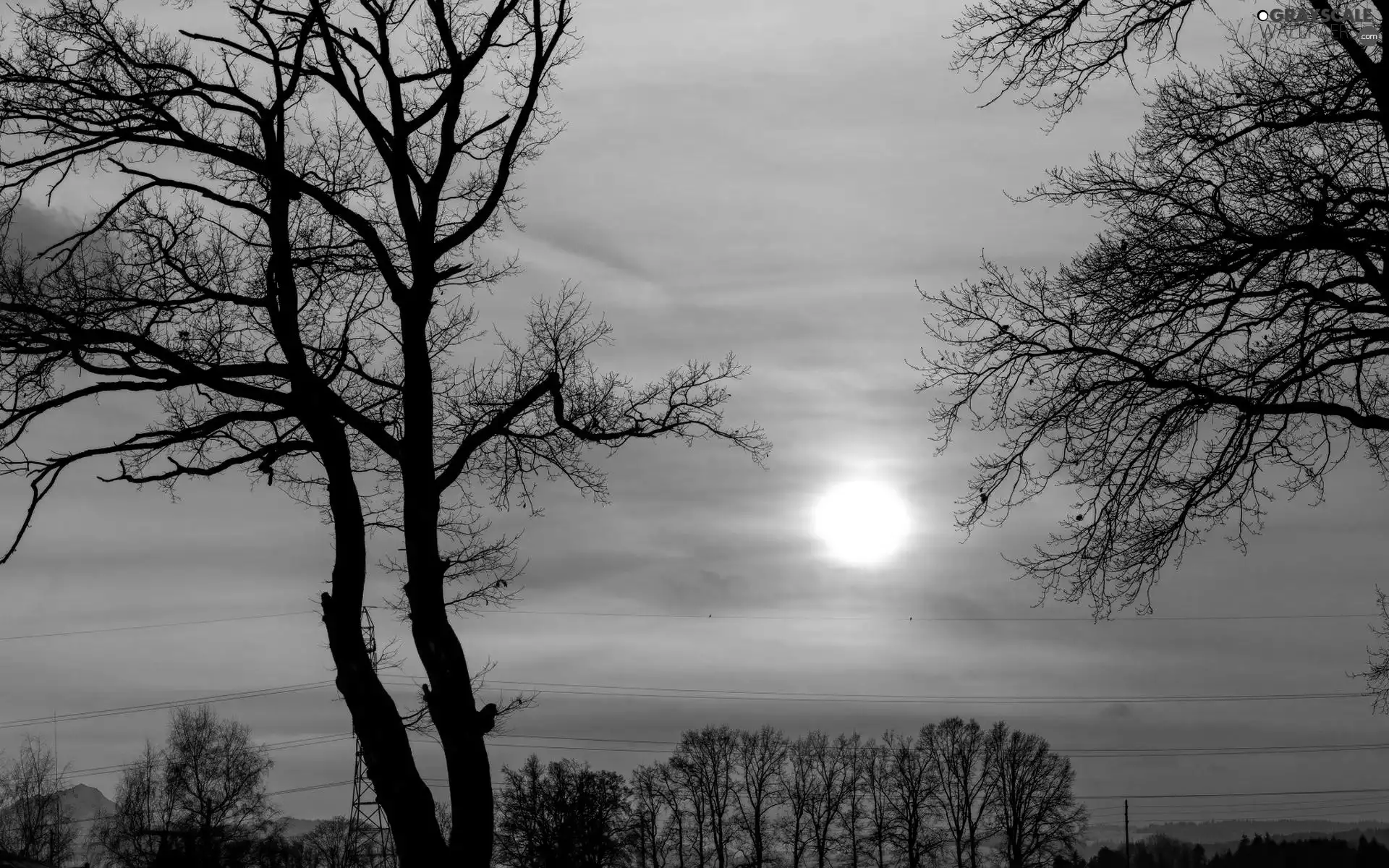 trees, sun, clouds, viewes