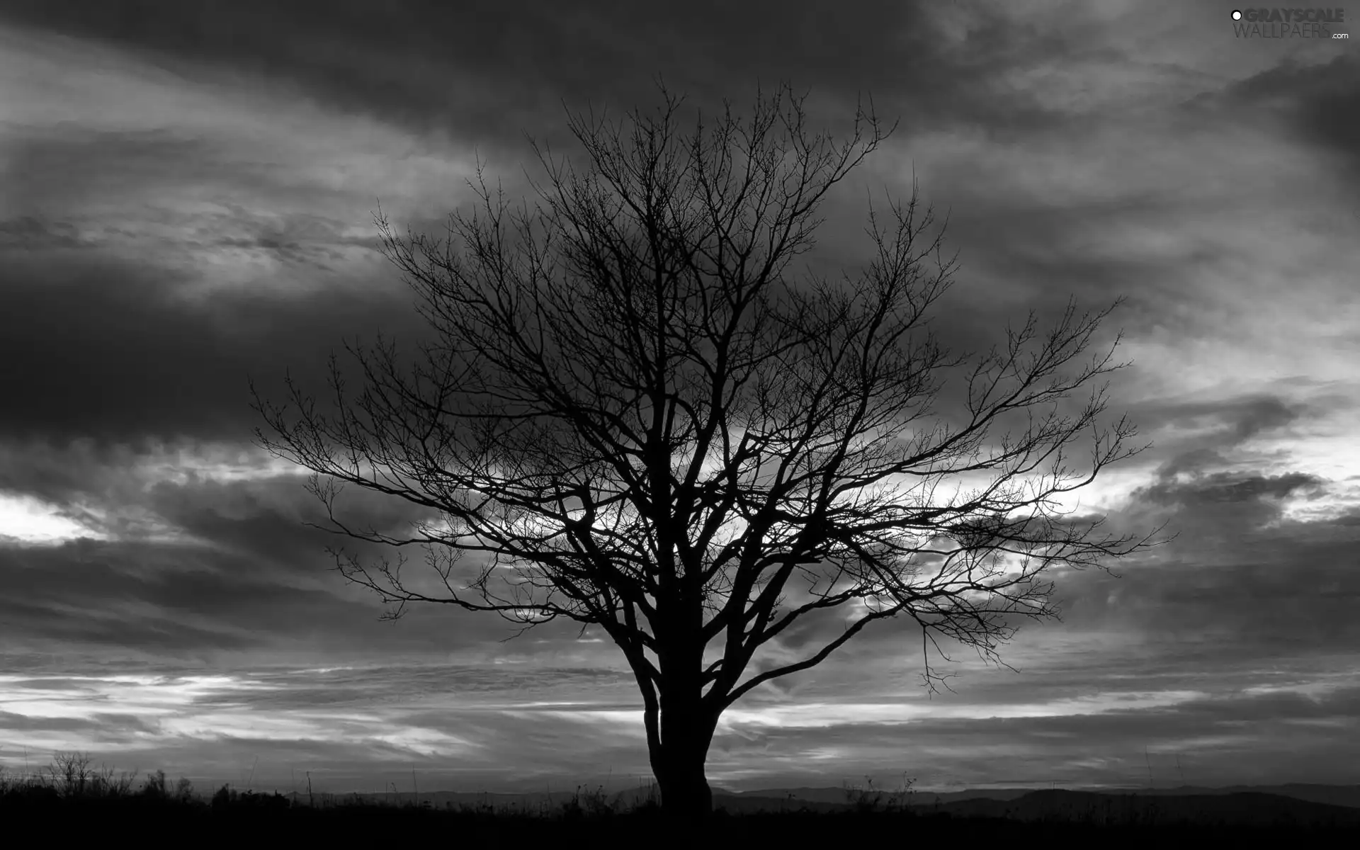 trees, sun, clouds, west