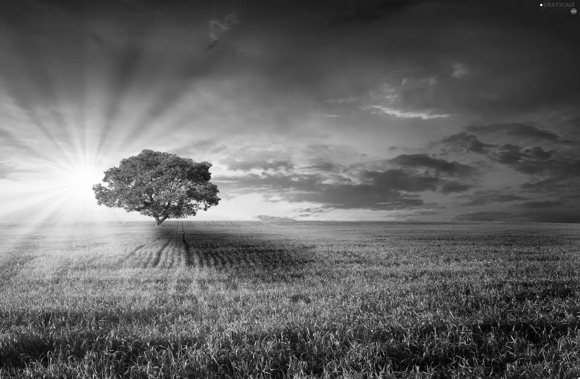 clouds, trees, sun, Meadow, west