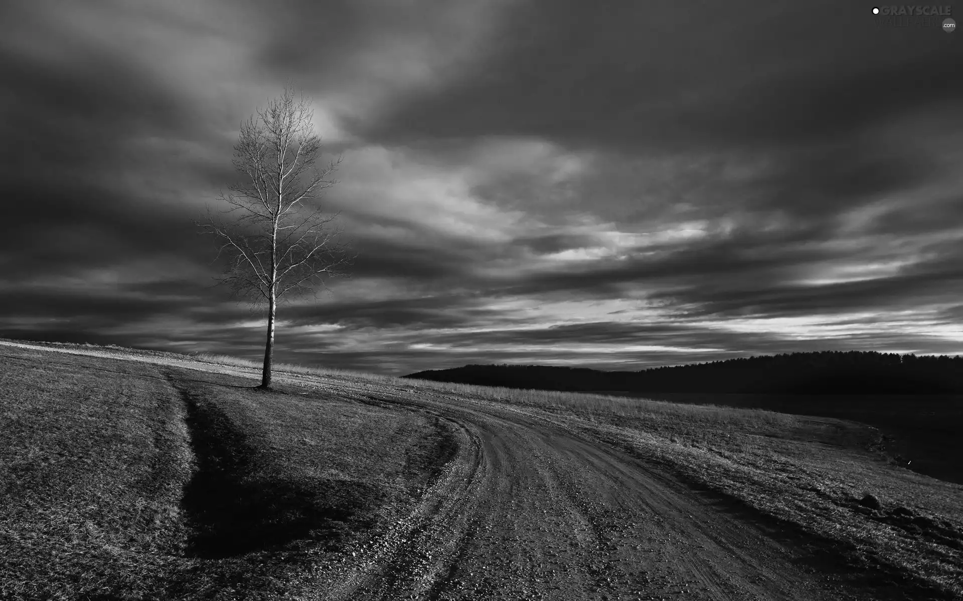 Way, trees, clouds, Meadow