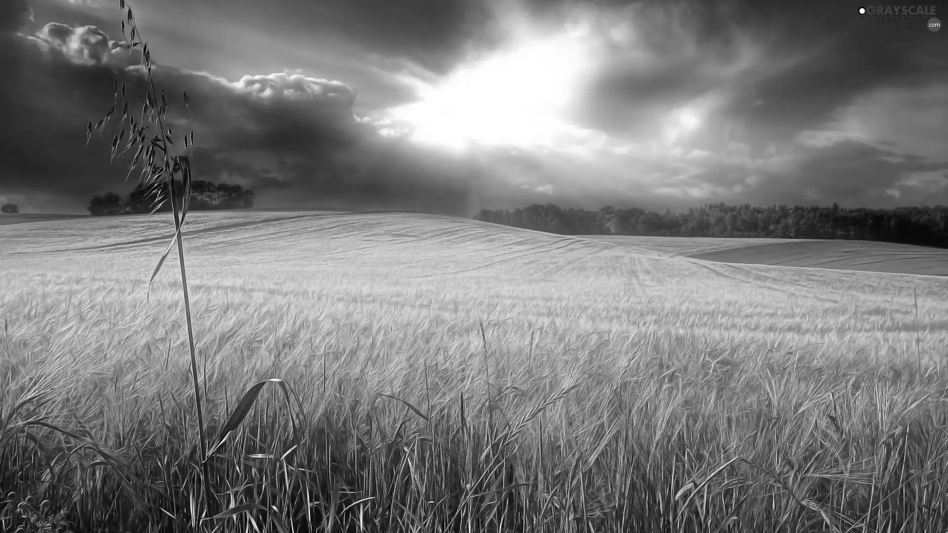 clouds, Field, wheat