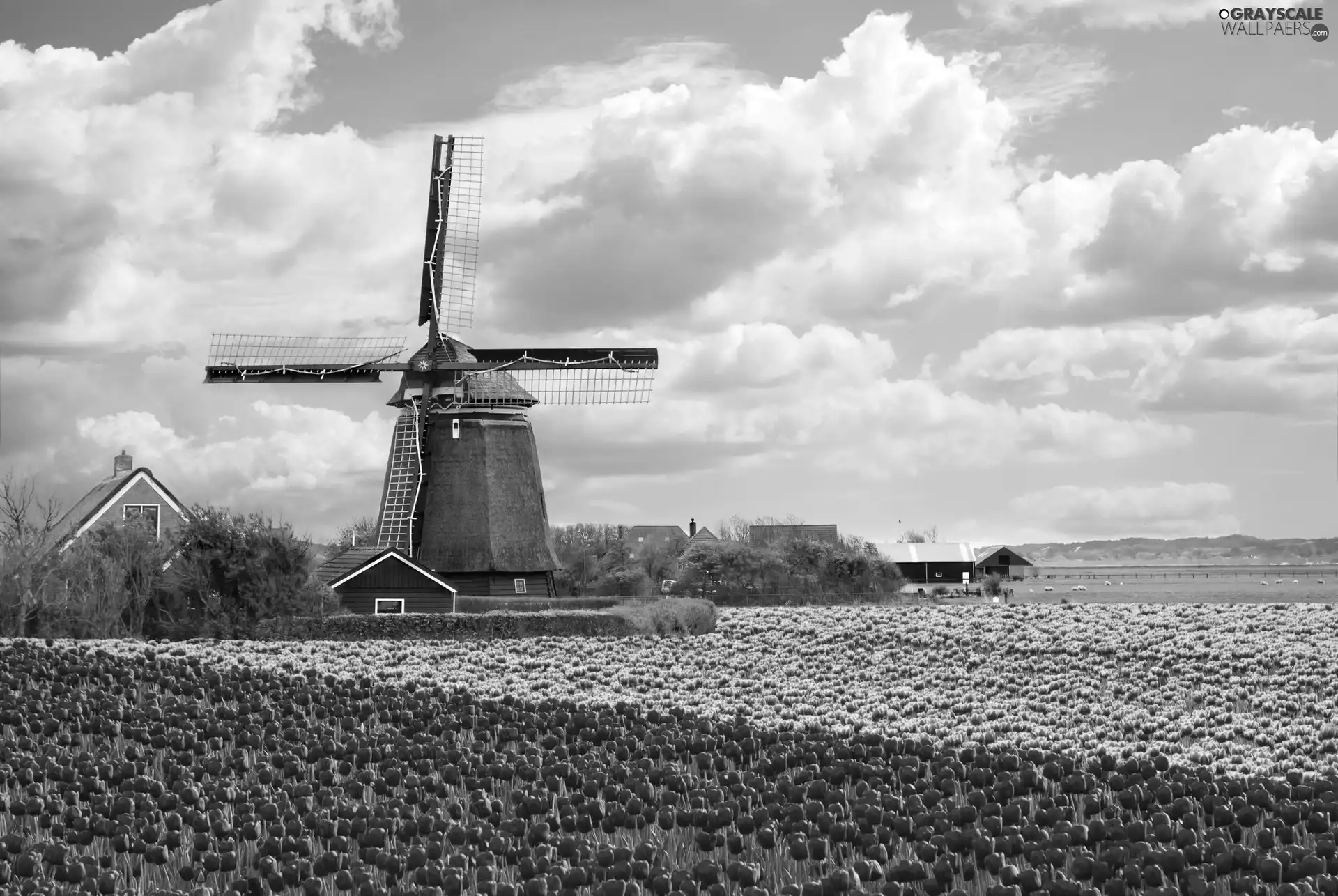 Windmill, tulips, clouds, Field