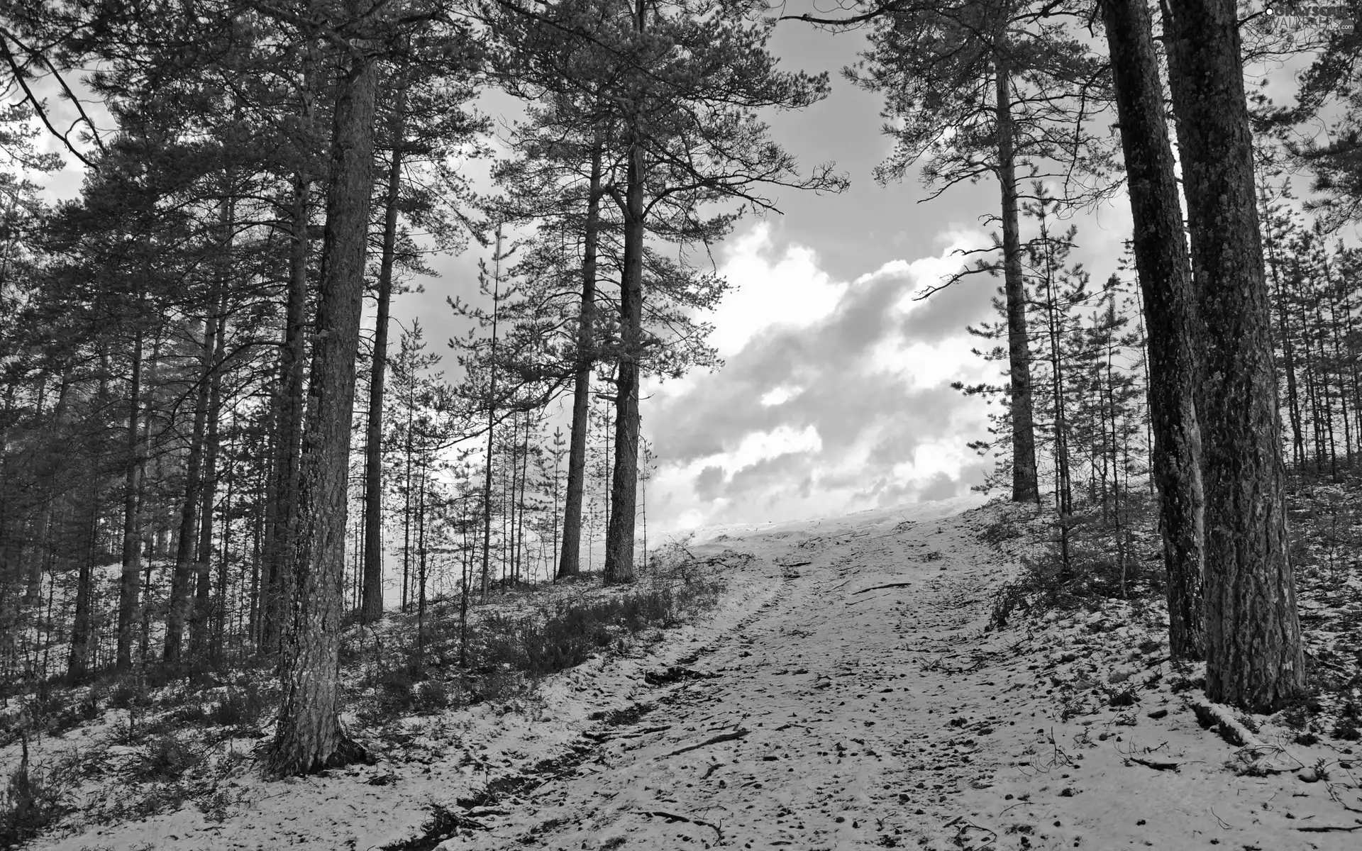 clouds, winter, trees, viewes, forest