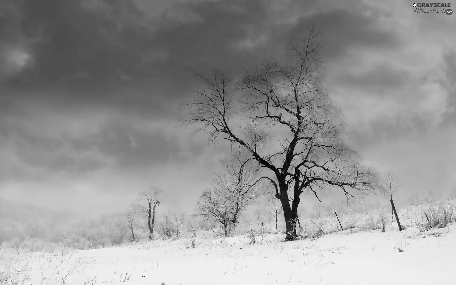 field, trees, clouds, winter, Way, viewes