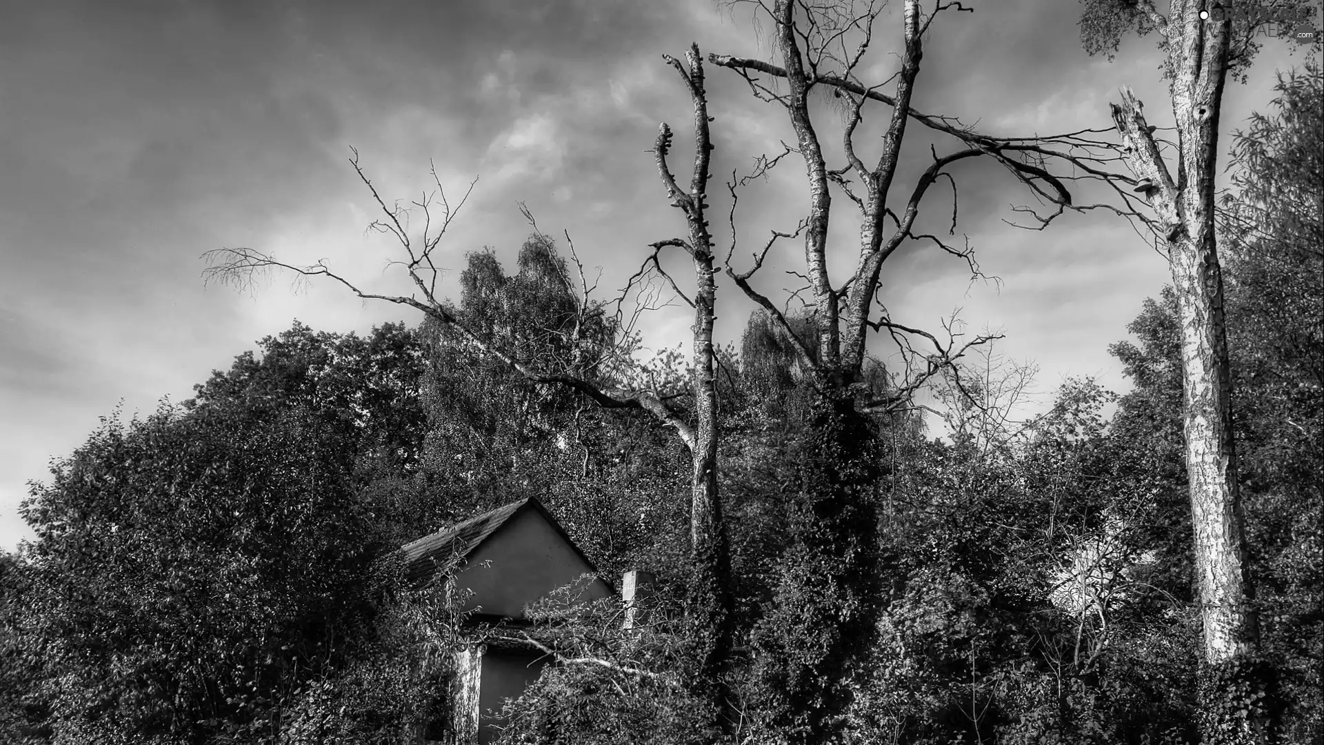 trees, overgrown, cloudy, Sky, viewes, house