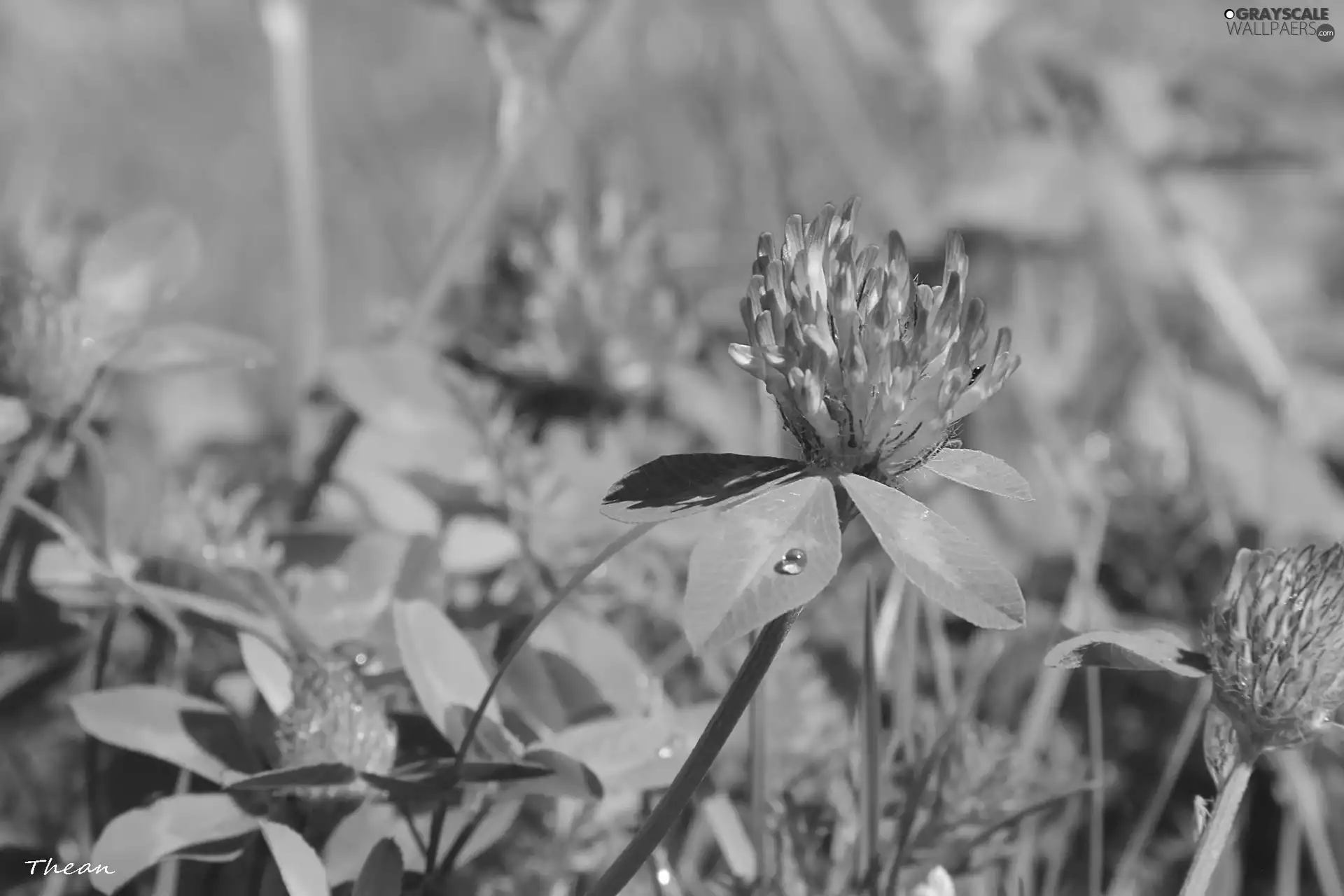 clover, lilac, Flowers