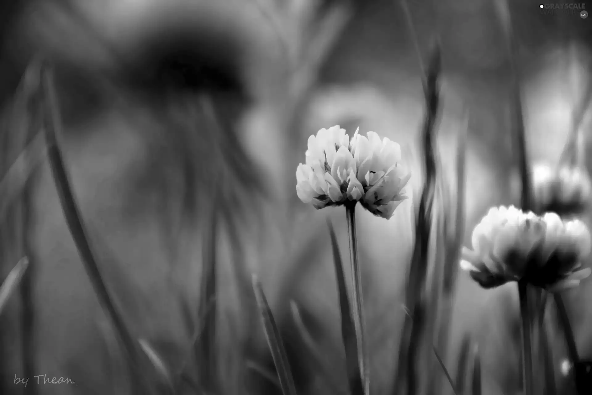 Flowers, clover