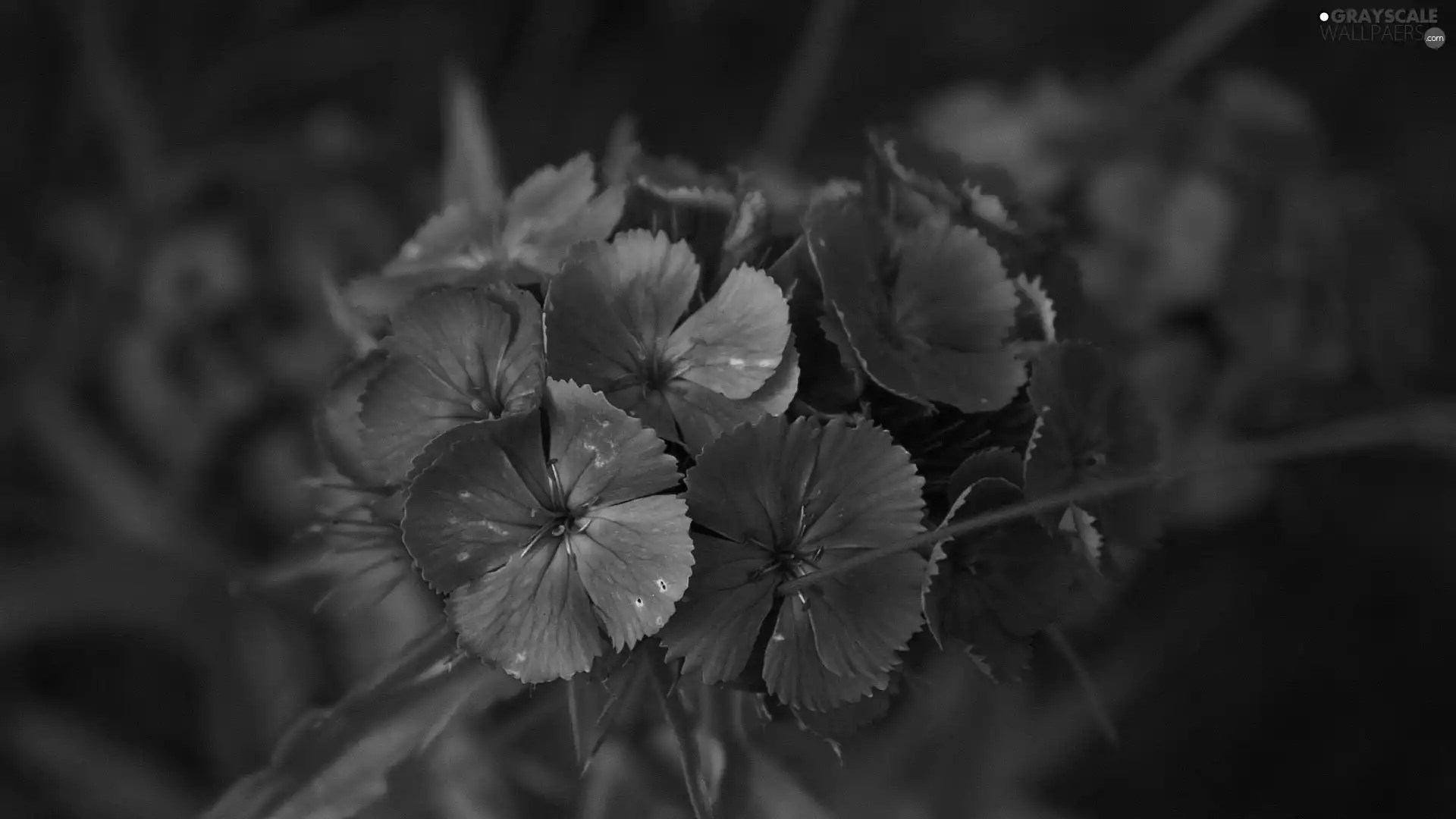 cloves