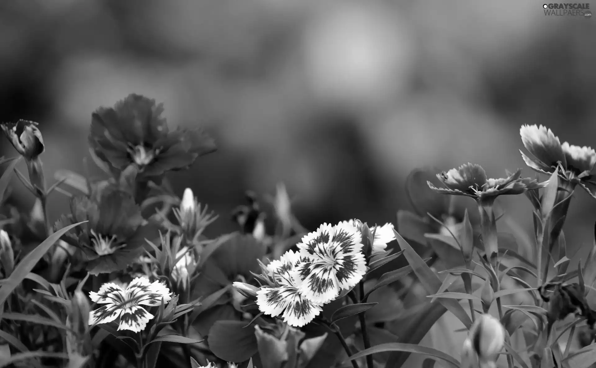Garden, cloves