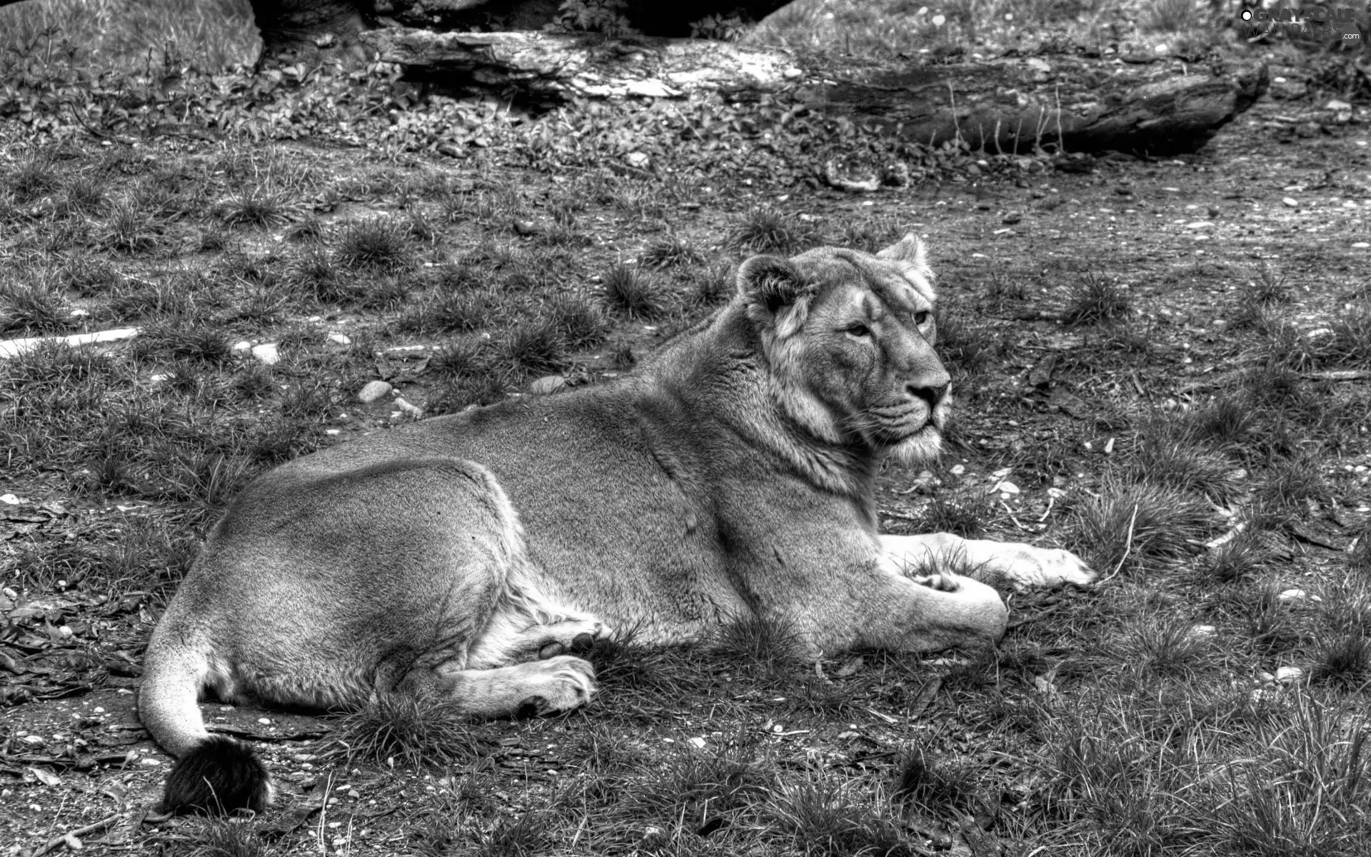 grass, Lod on the beach, Lioness, Clumps, laying