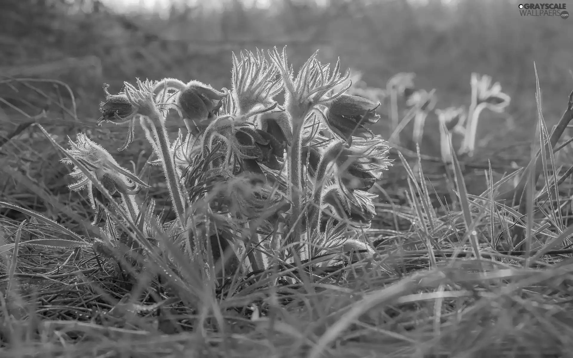 Flowers, pasque, grass, cluster