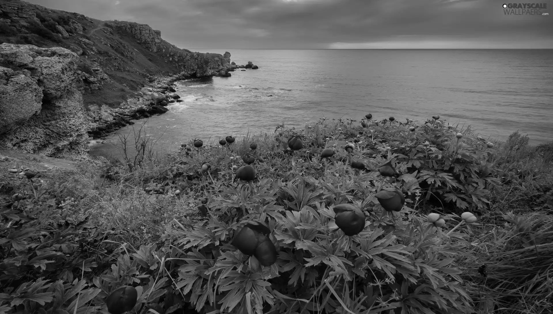 sea, Flowers, Coast, rocks