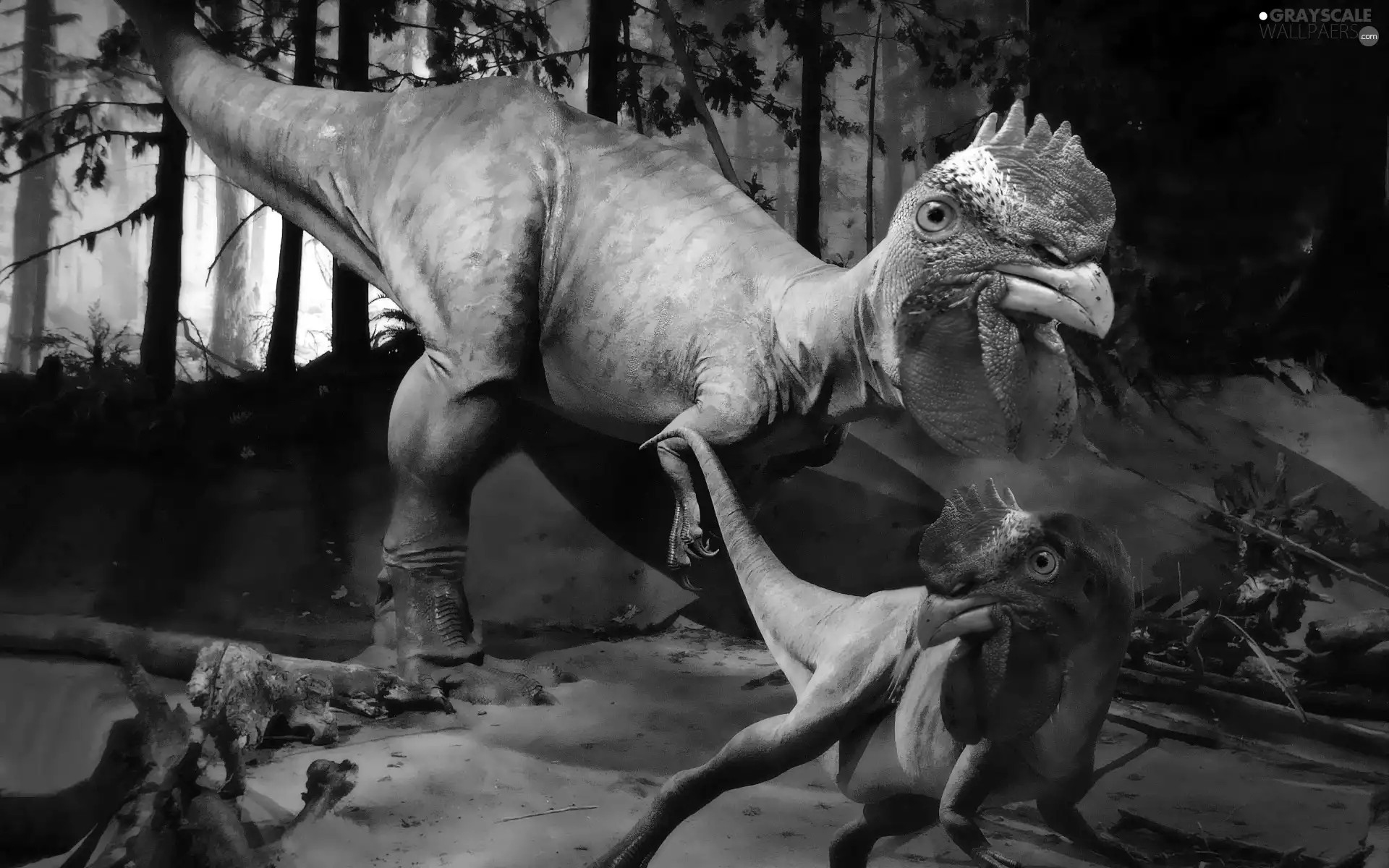 cock, dinosaur, Head