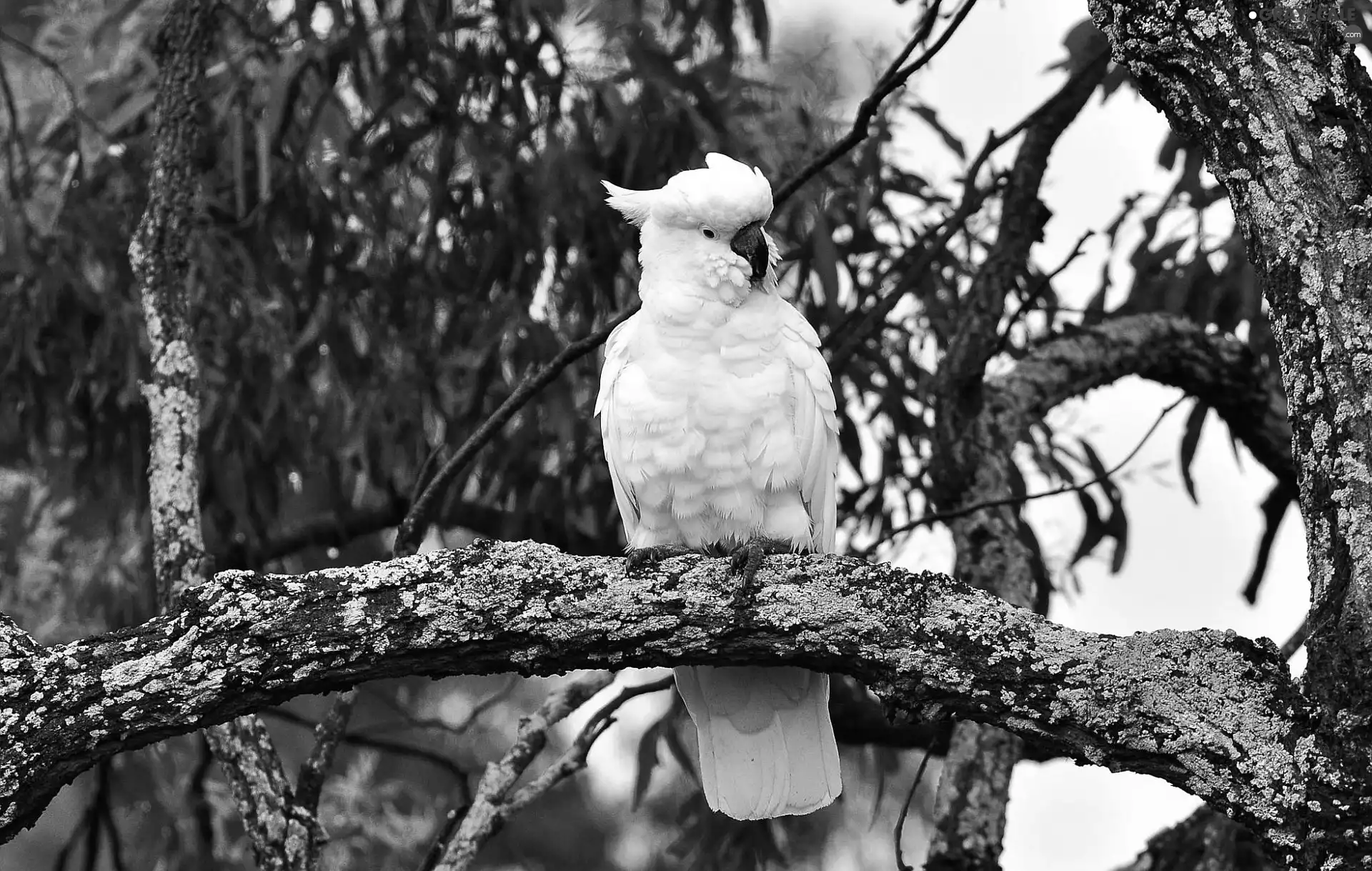 branches, parrot, cockatoo, trees