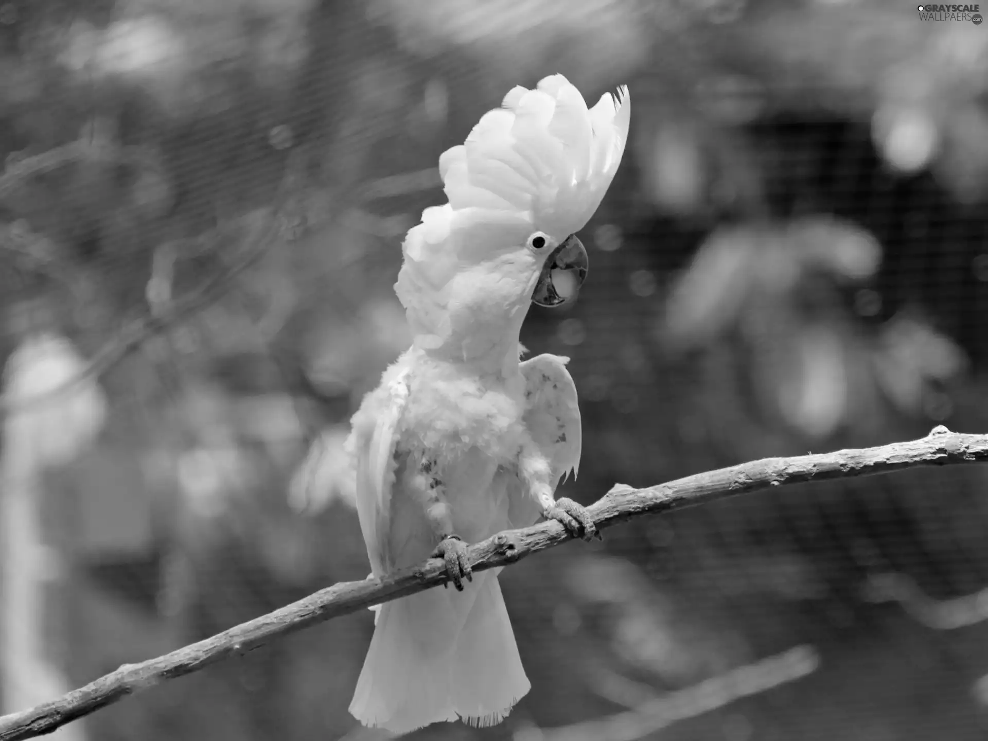 cockatoo, White, parrot