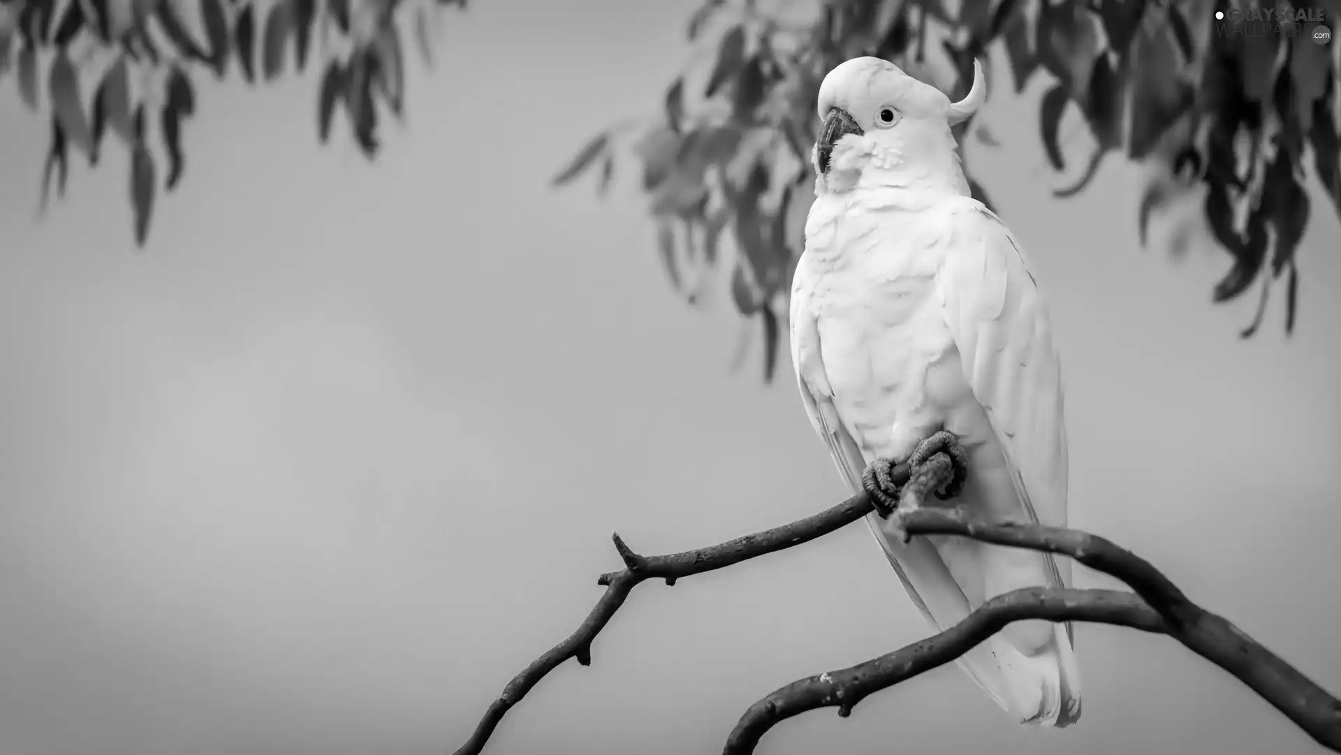 parrot, cockatoo