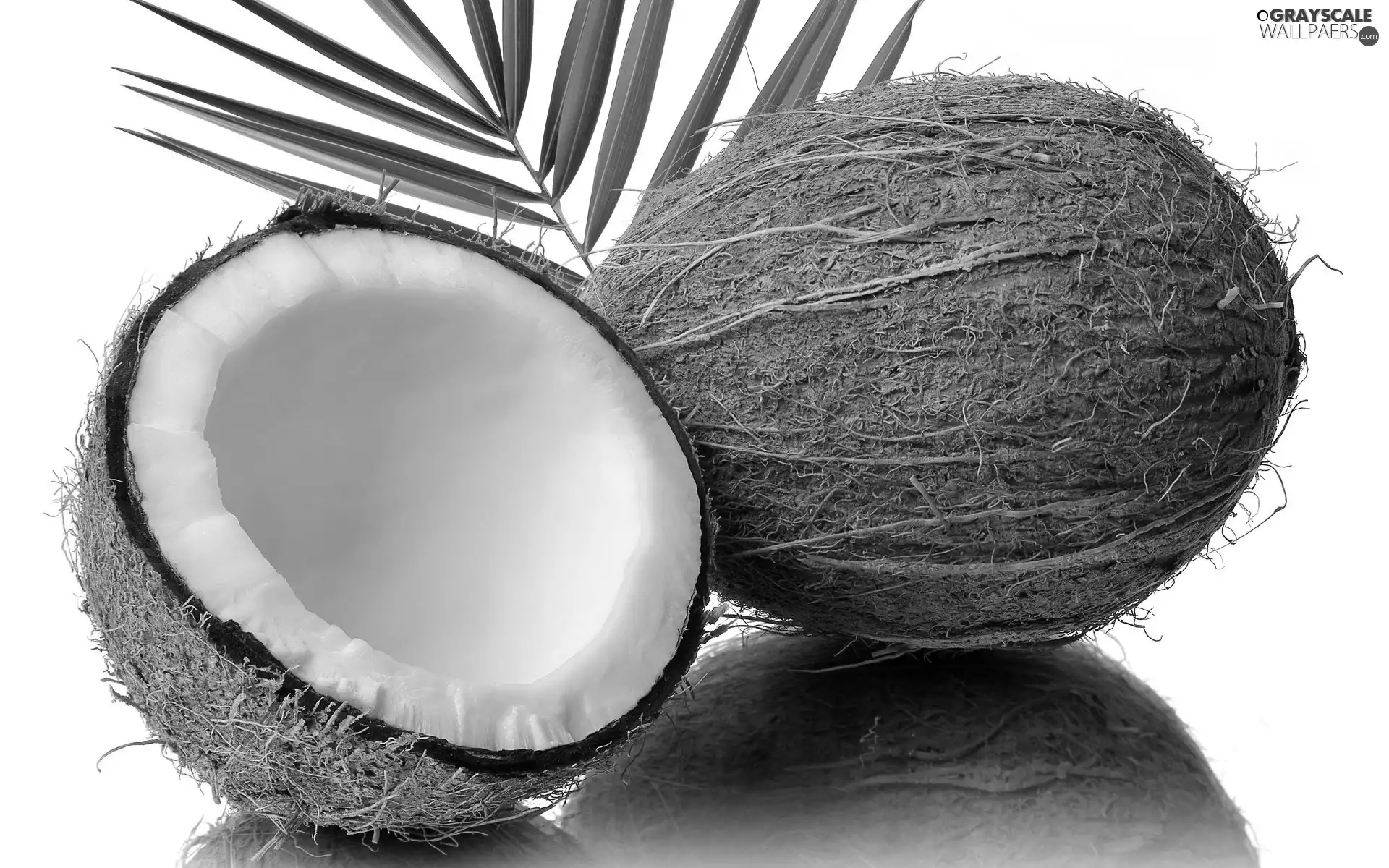 Coconut