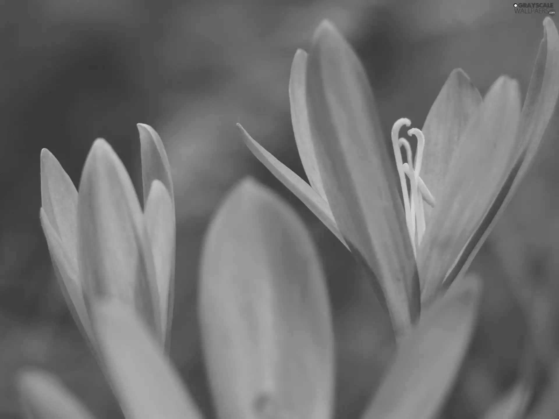 colchicum Autumn