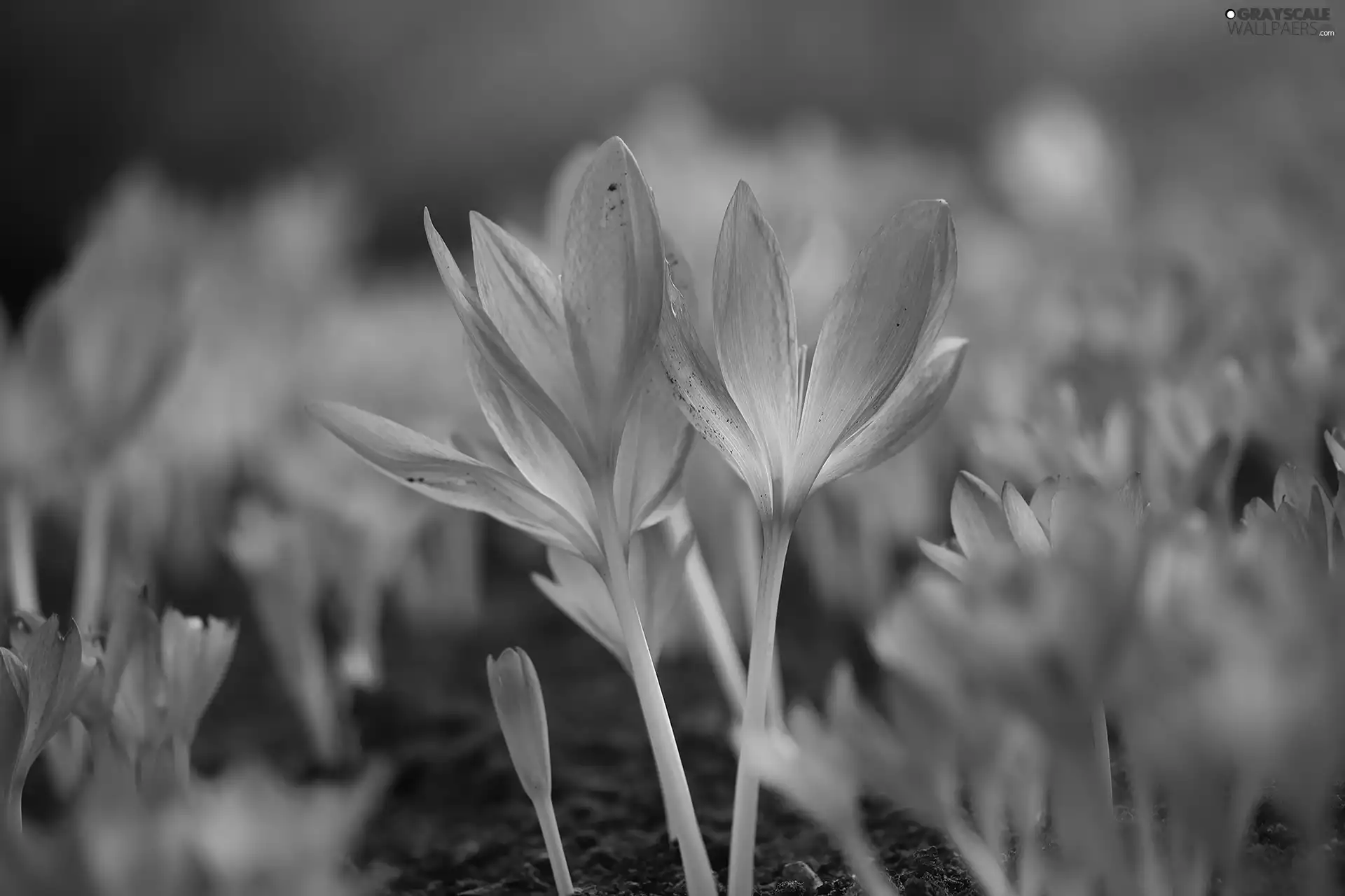 developed, purple, Flowers, colchicums