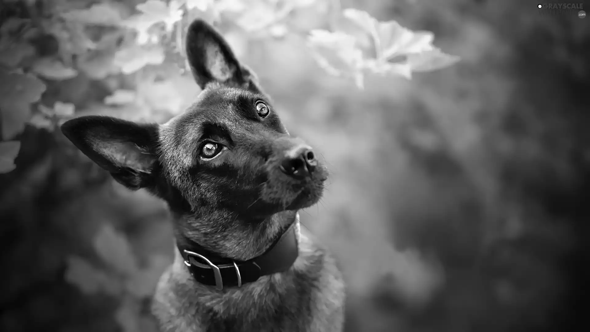 dog, muzzle, dog-collar, Belgian Shepherd Malinois