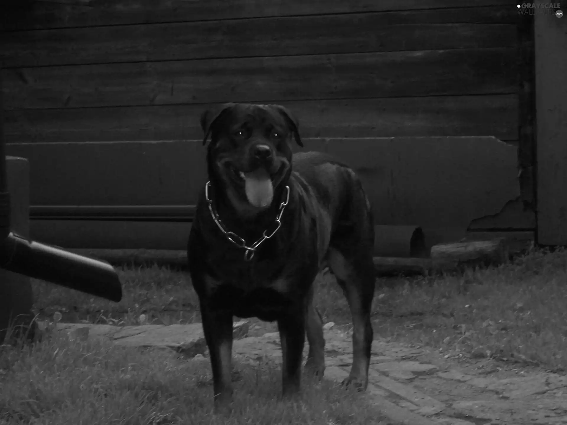 Rottweiler, dog-collar
