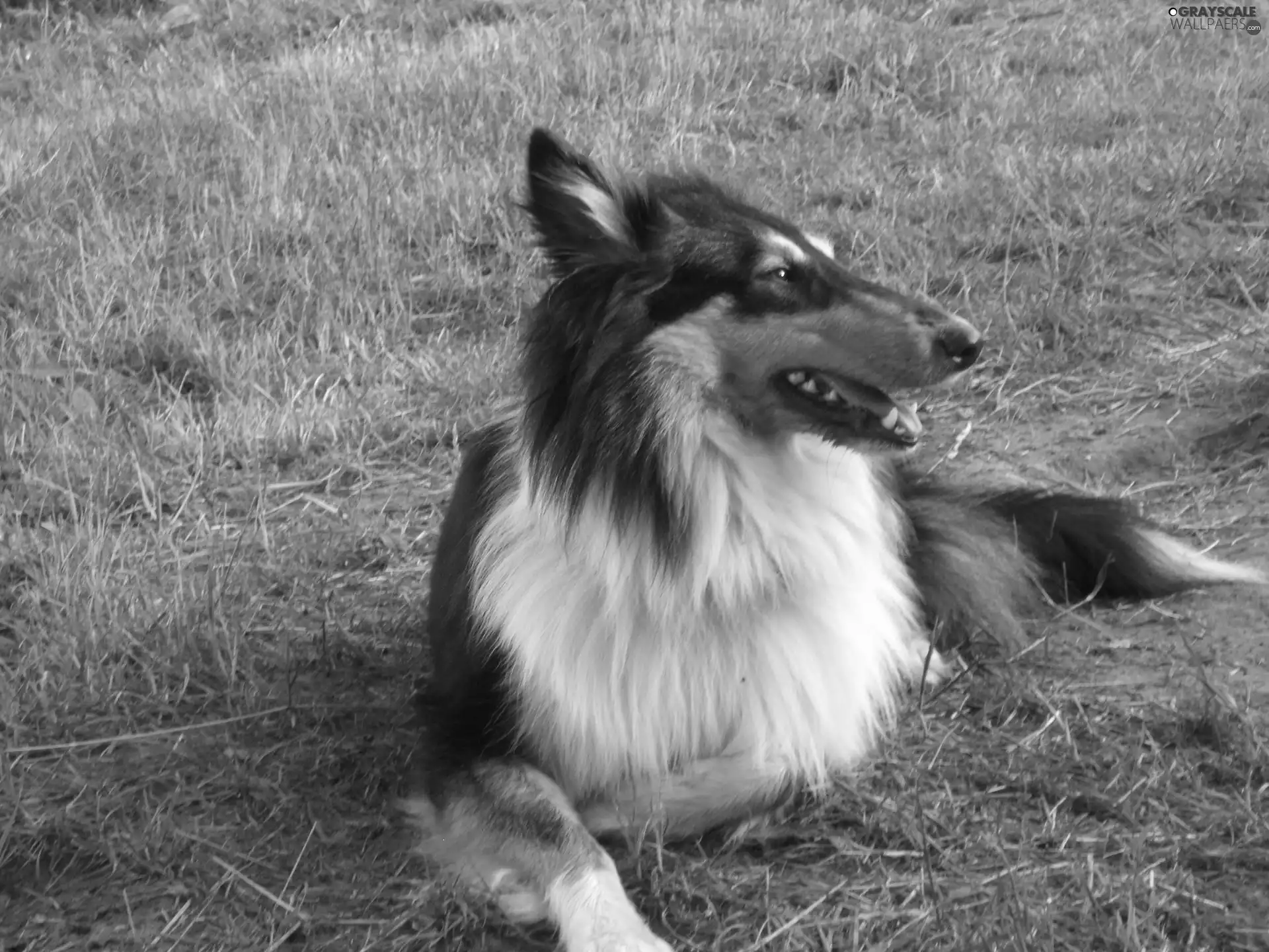 dog, White, collar, Collie