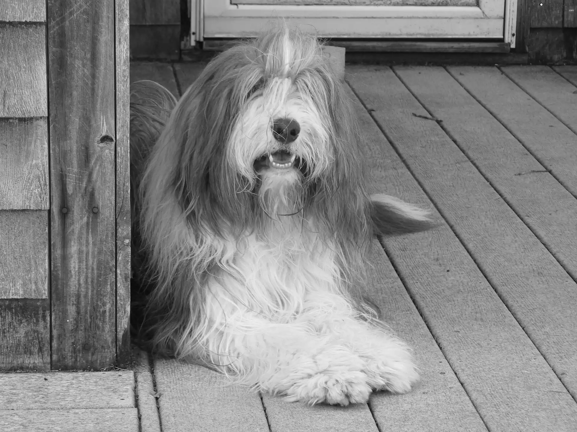 Big, Bearded collie