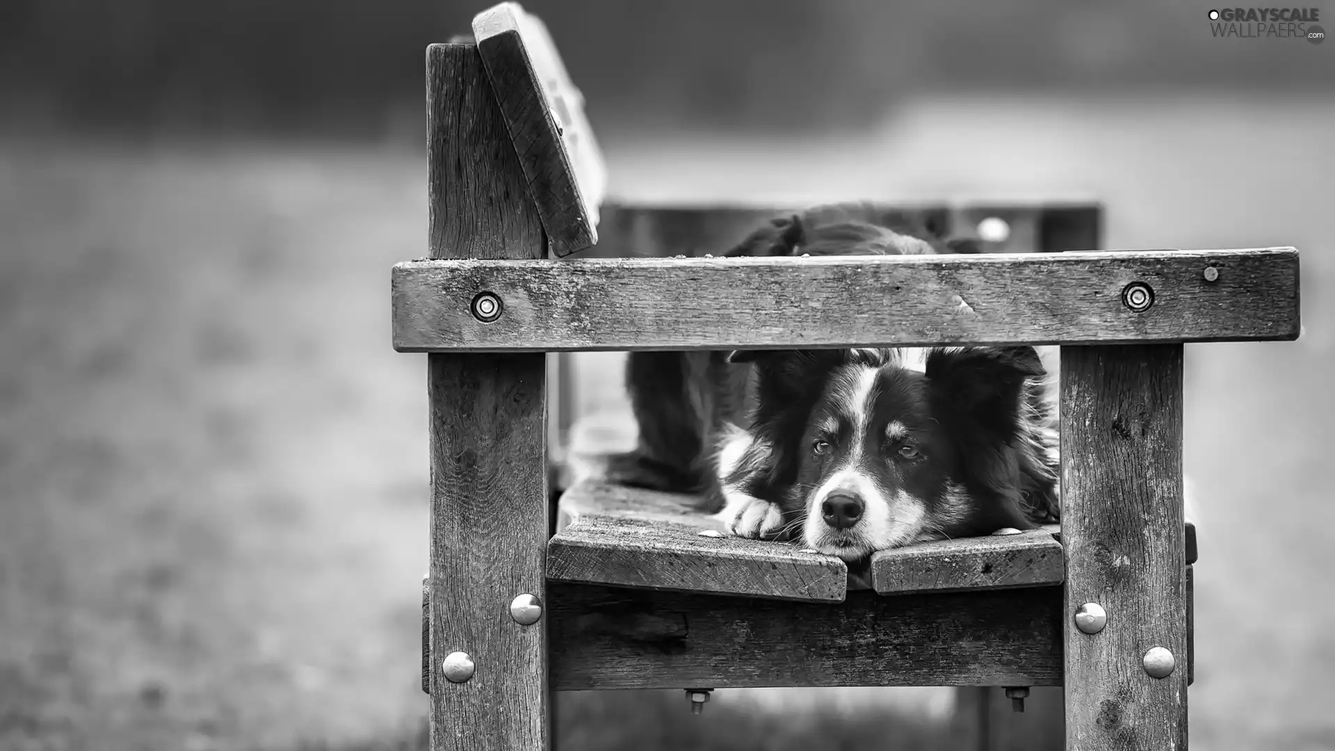Bench, dog, Border Collie