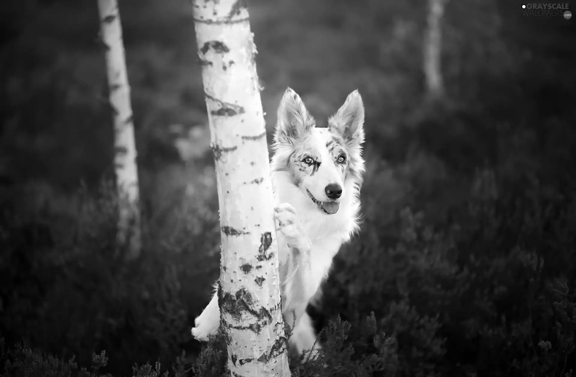 Border Collie, birch, heather, forest