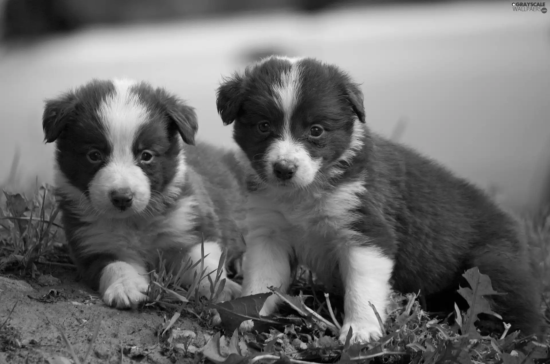 puppies, Border Collie