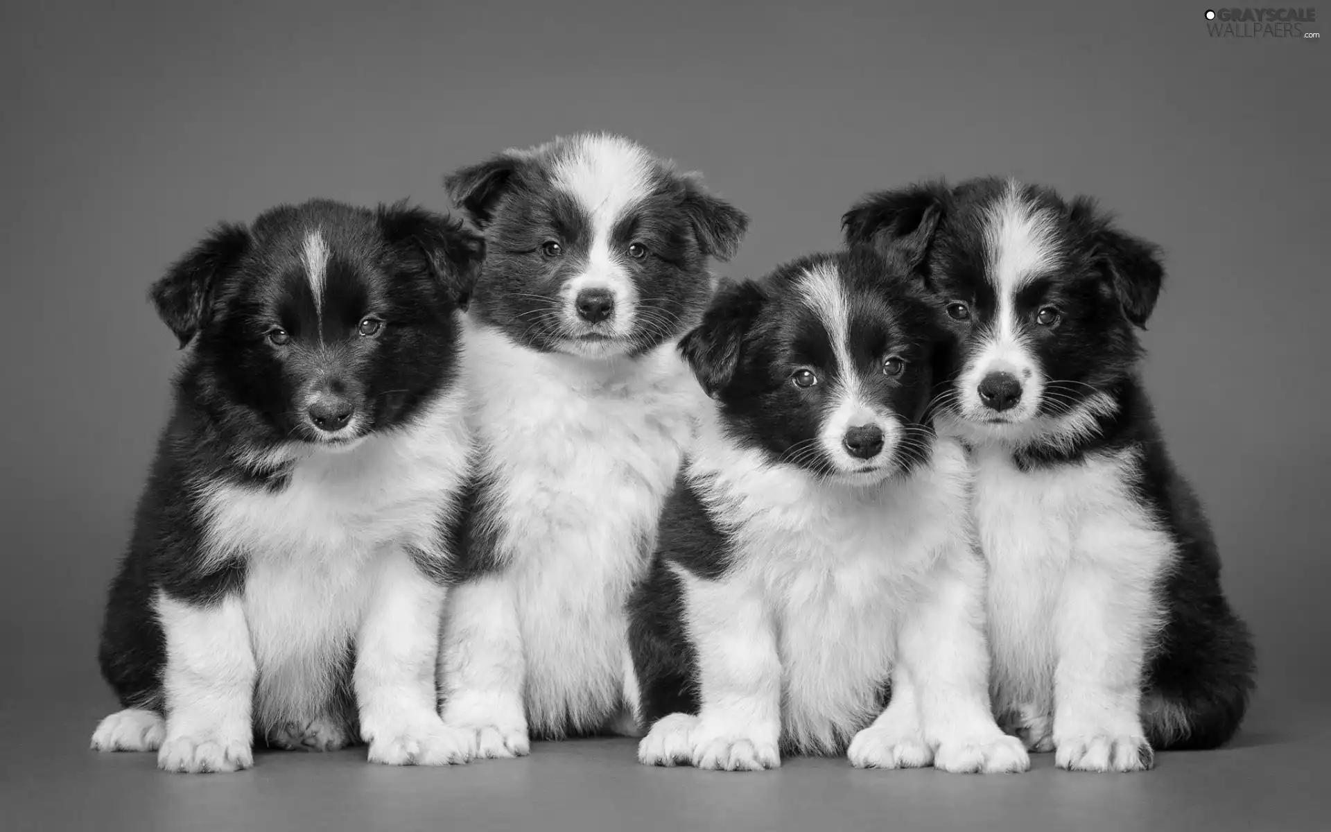 Puppies, Border Collie