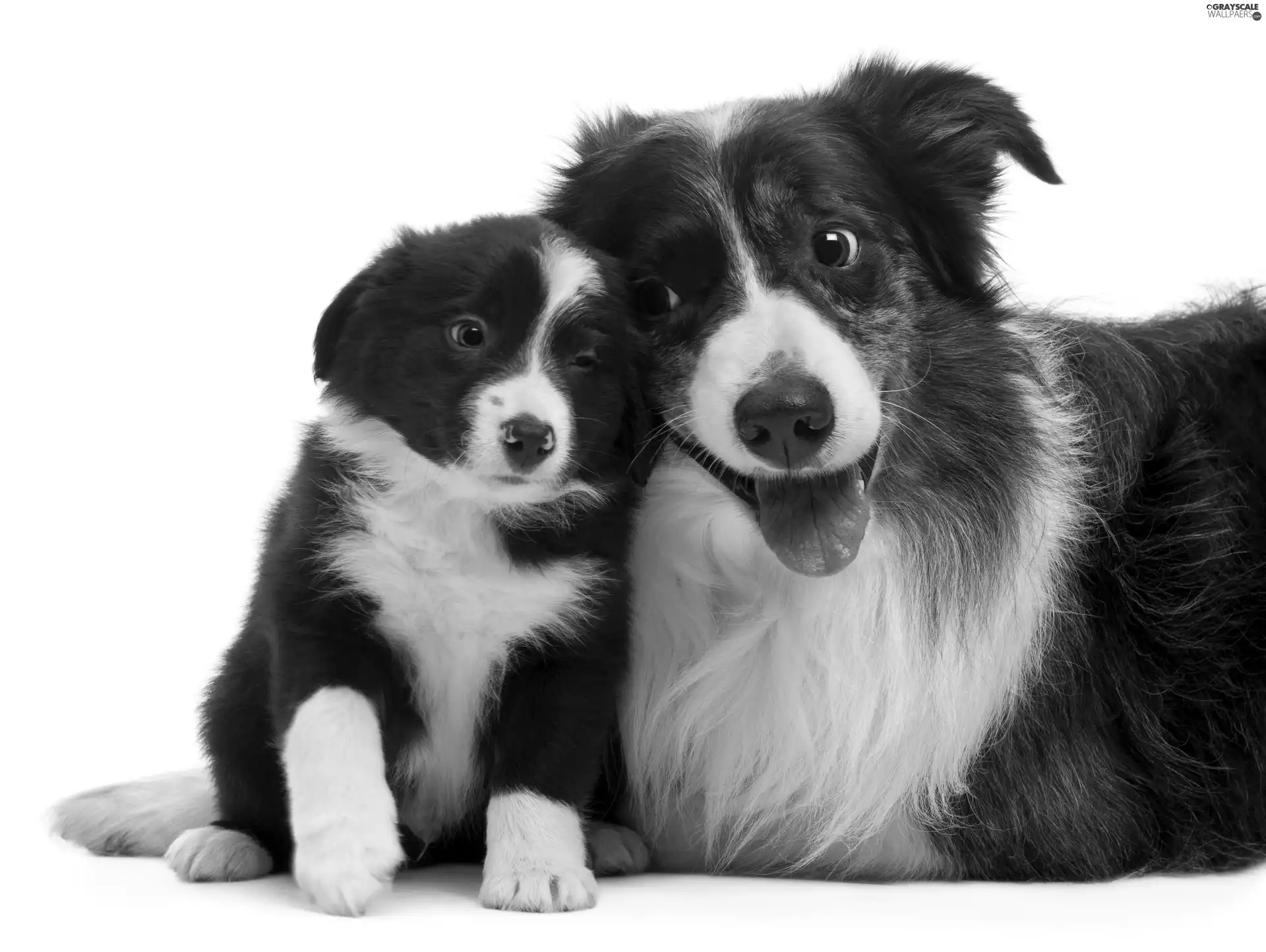 Two cars, Border, Collie, puppies