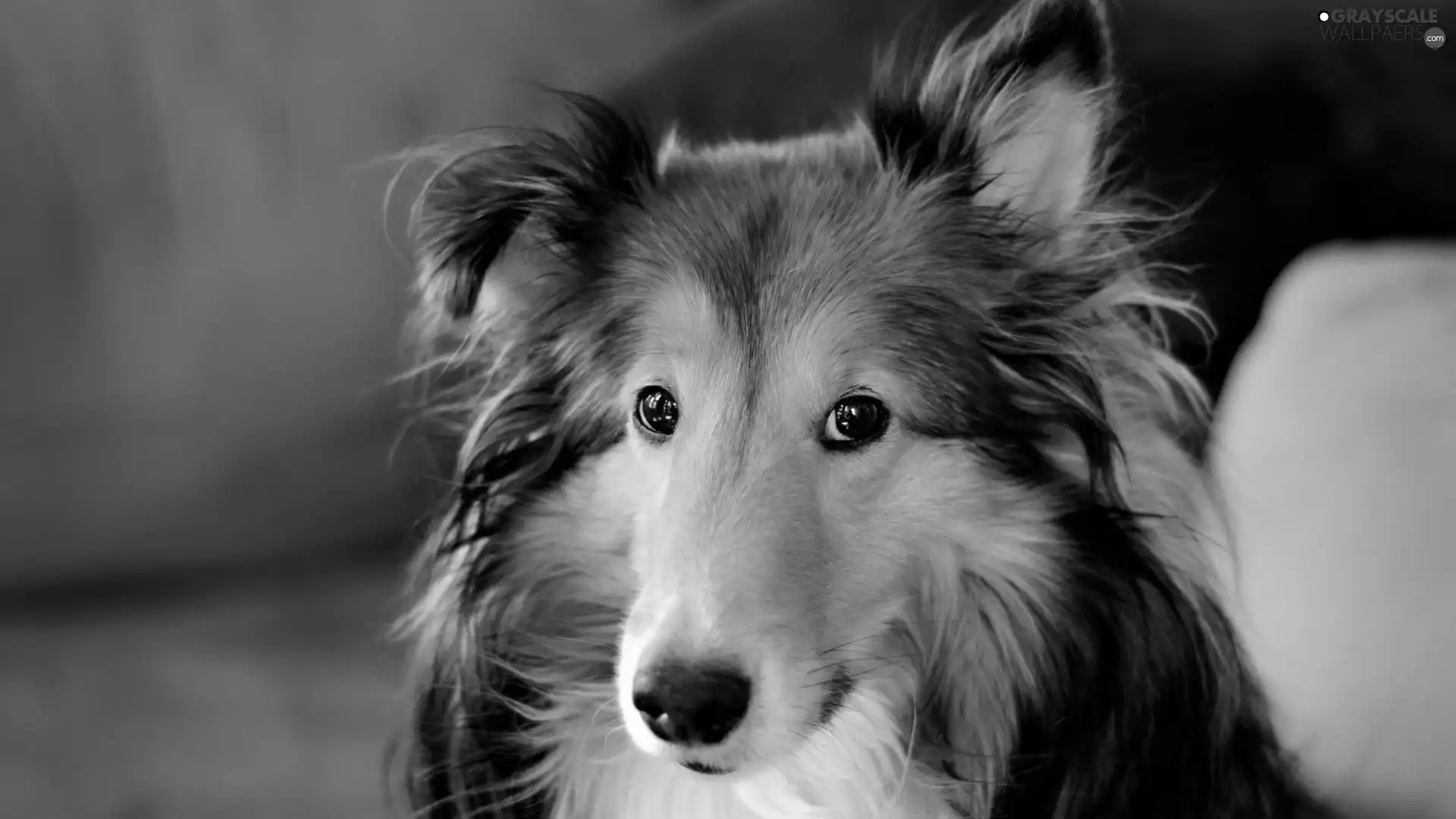 Collie rough, Collie