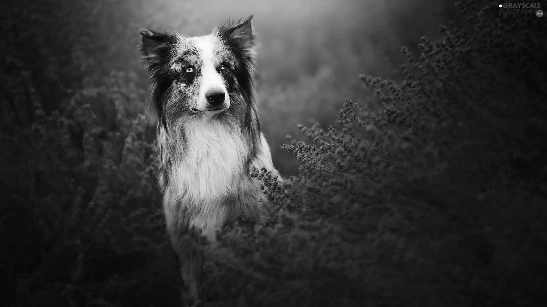 lavender, dog, Border Collie
