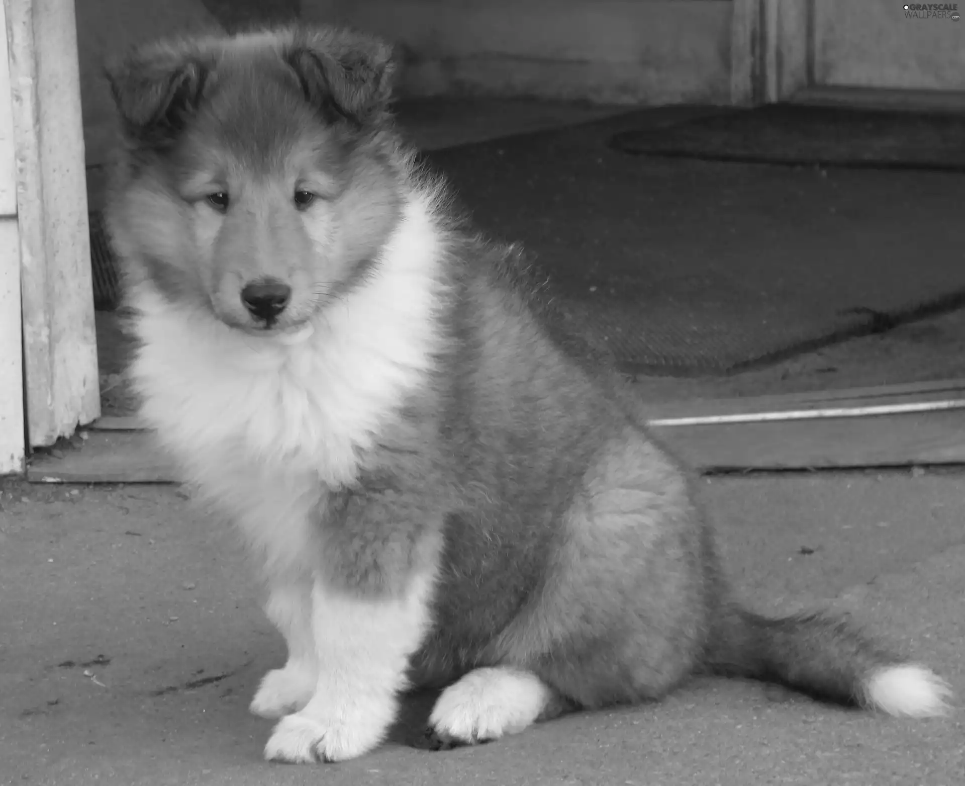 Collie rough, Puppy
