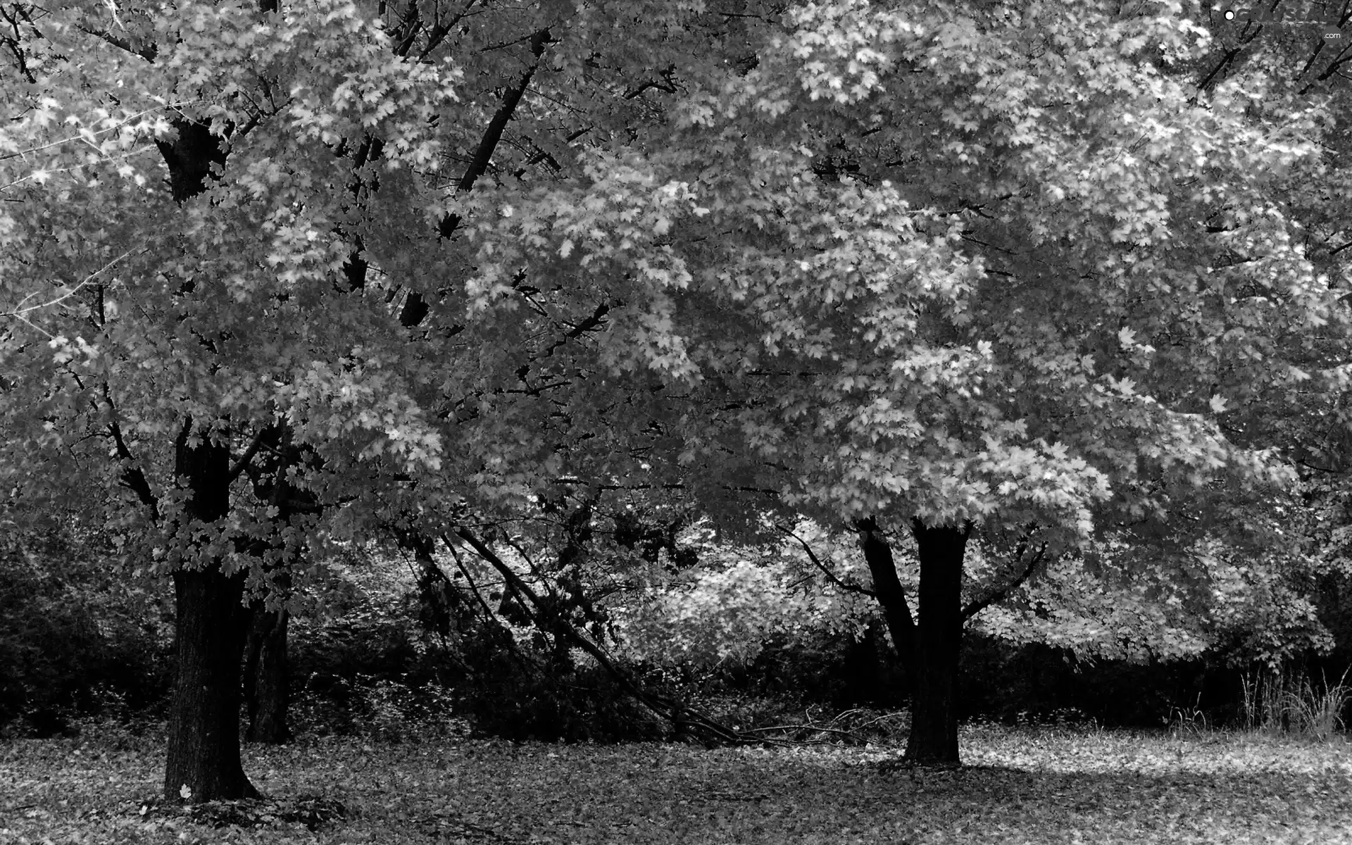 viewes, Park, color, autumn, Leaf, trees