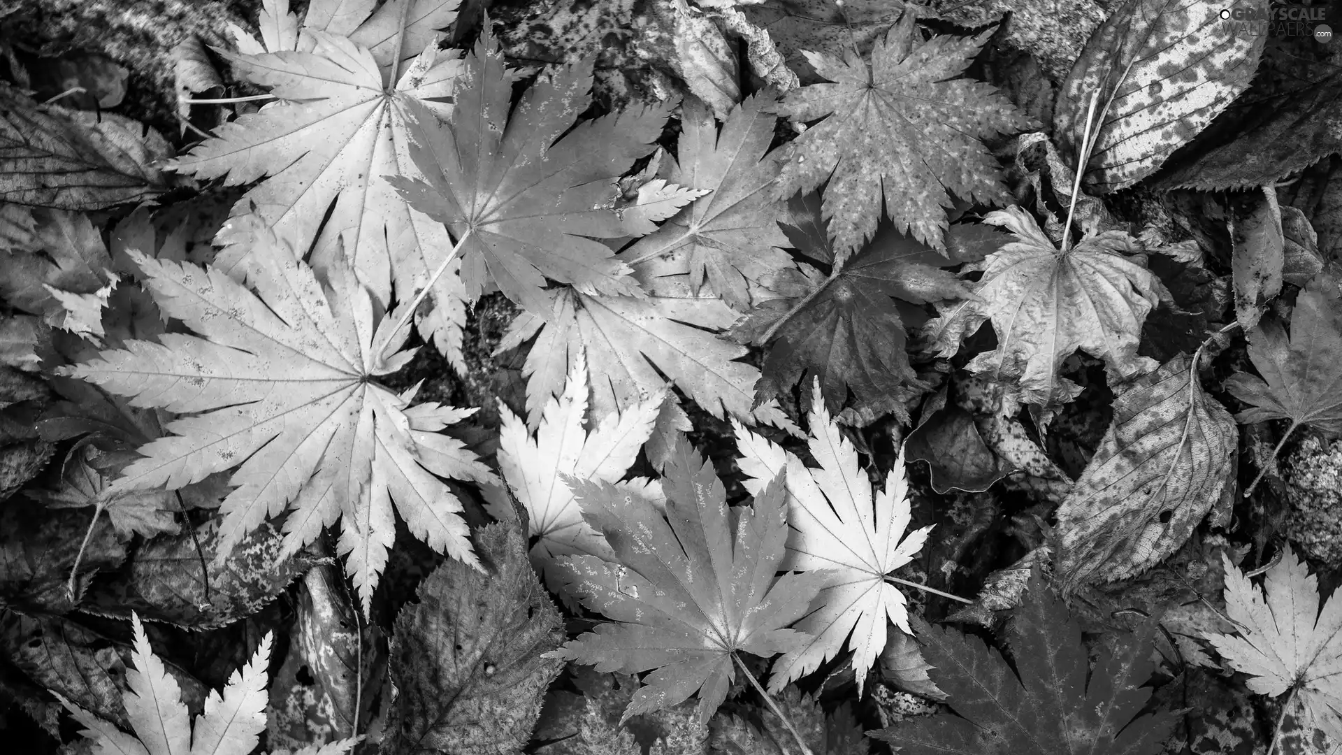 Autumn, Leaf, maple, color
