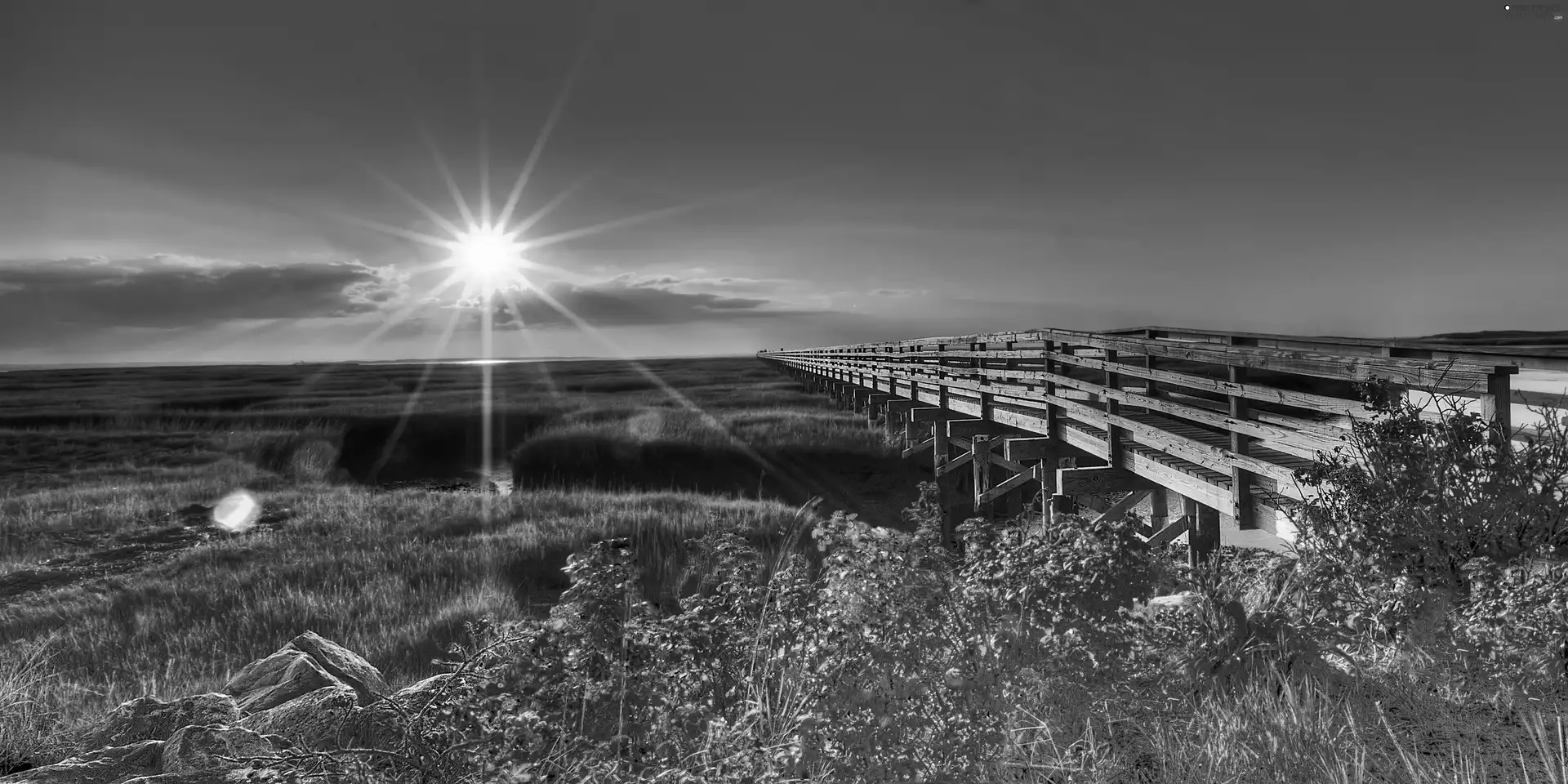 color, Bush, wooden, bridge, summer