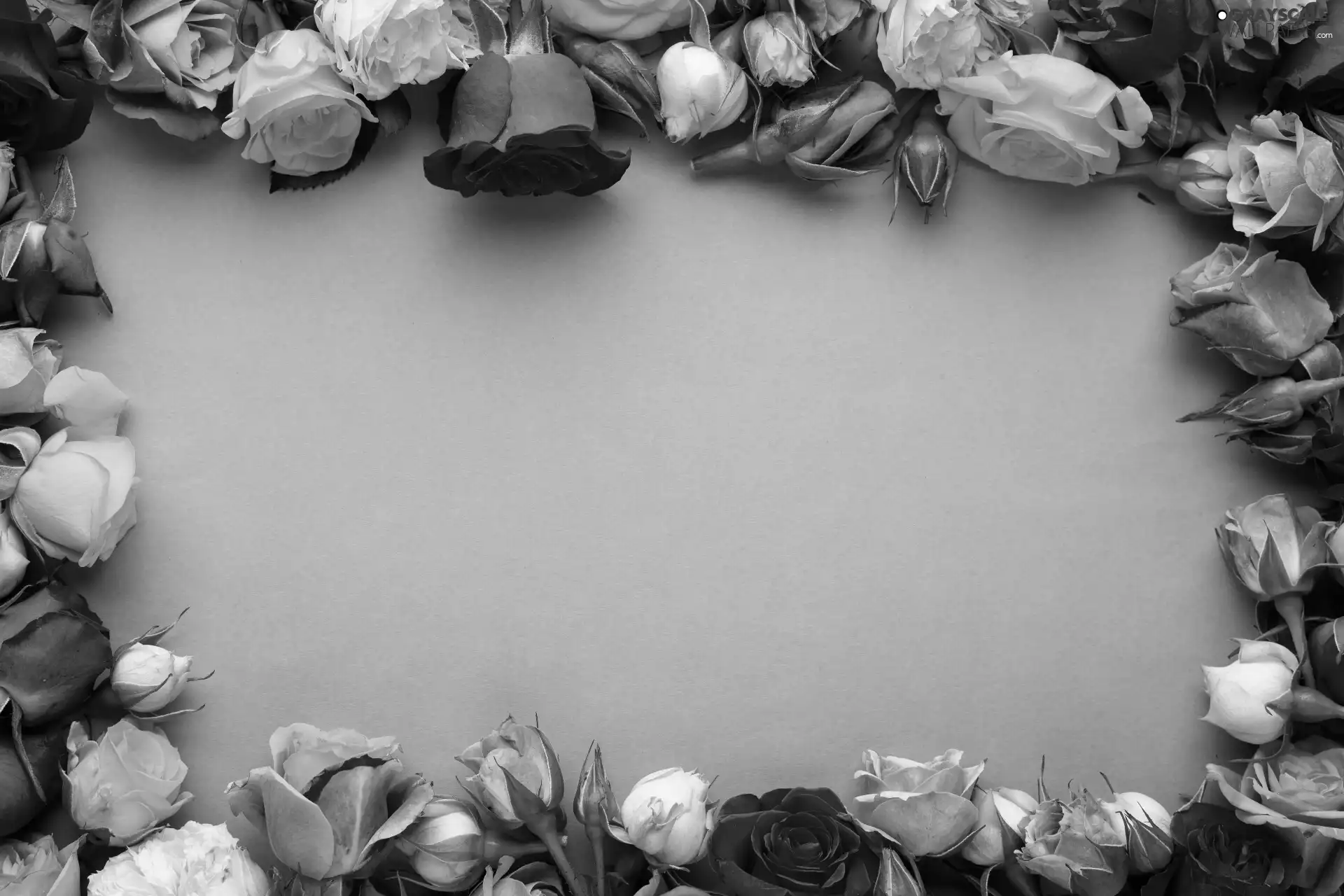 Flowers, roses, background, color