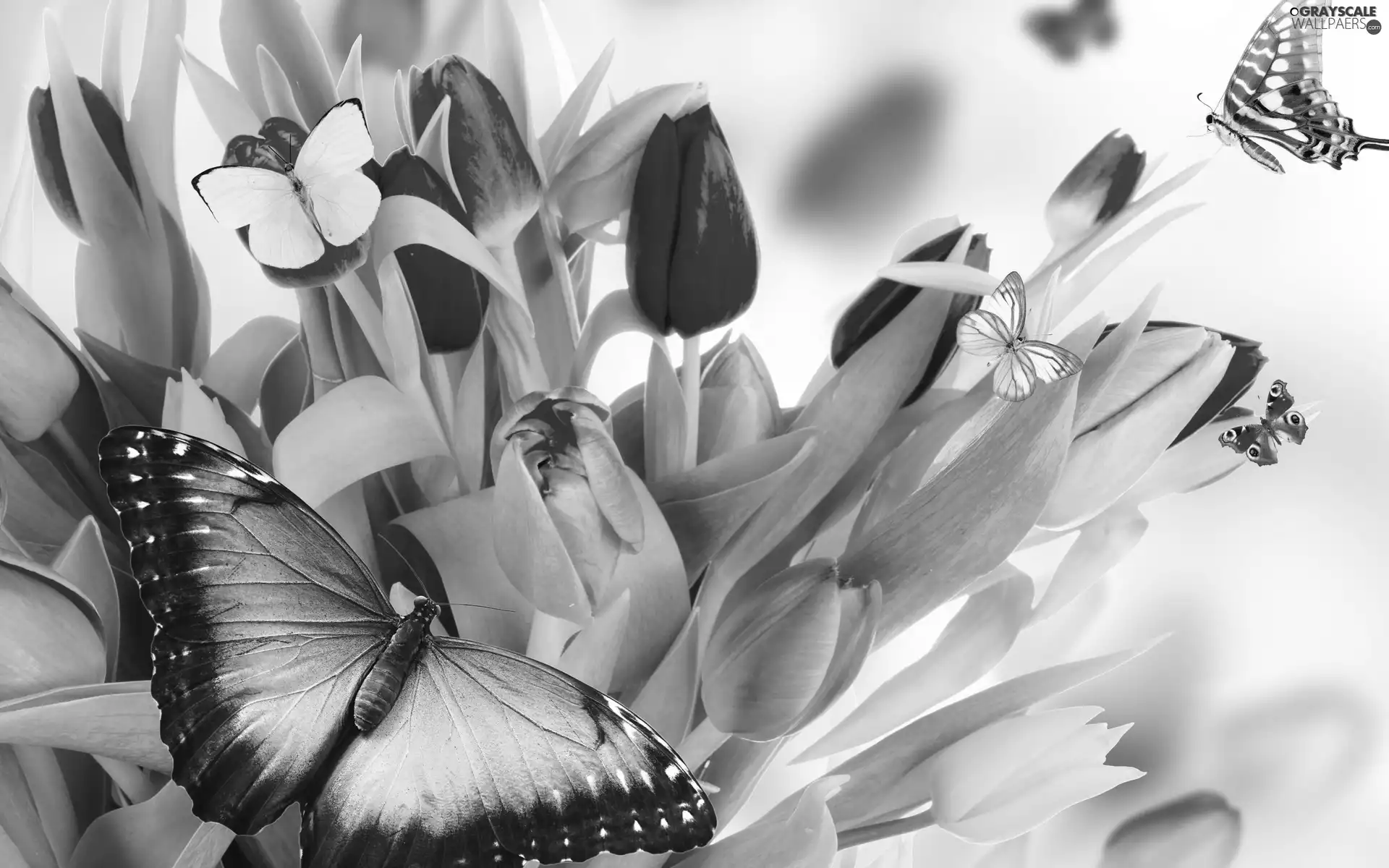 Flowers, Tulips, butterflies, color
