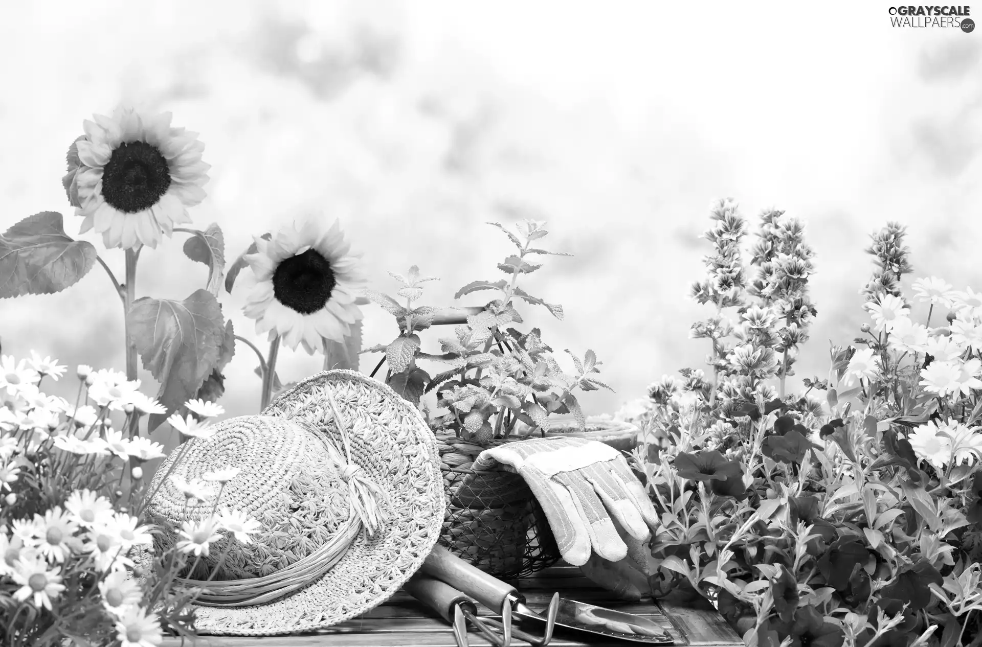color, Flowers, chamomile, Hat, Nice sunflowers