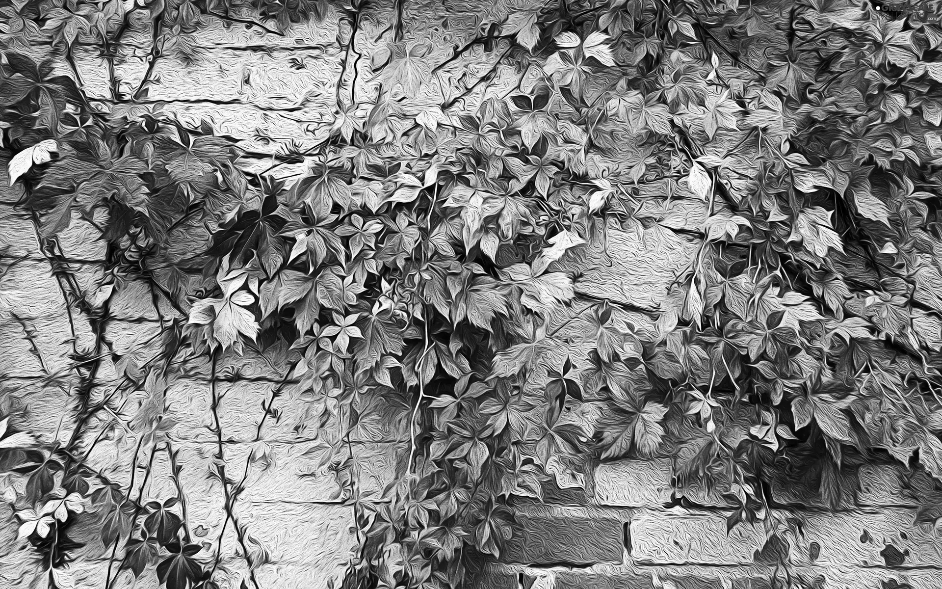 color, Leaf, building, Climbing, front