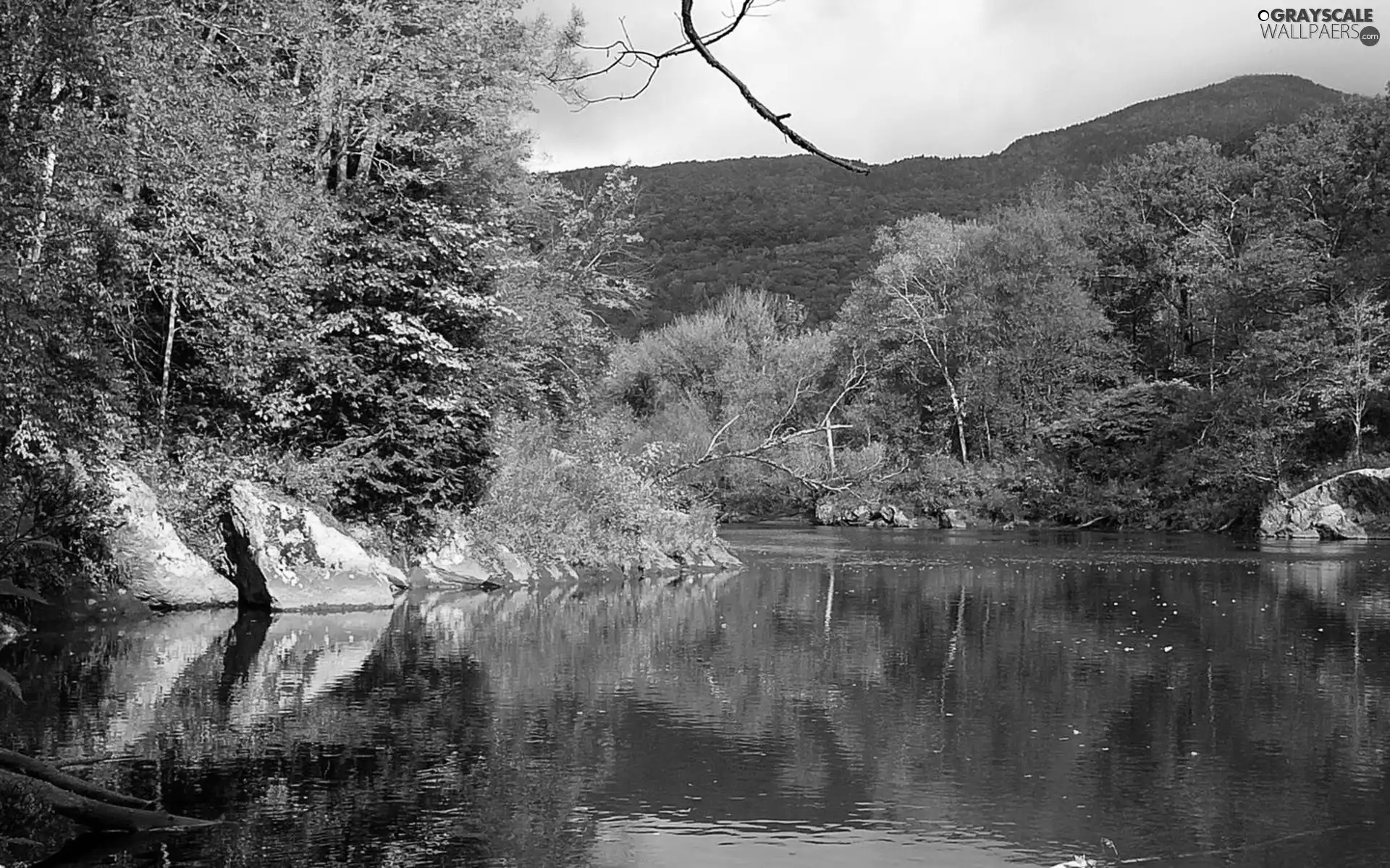 color, Leaf, trees, viewes, River