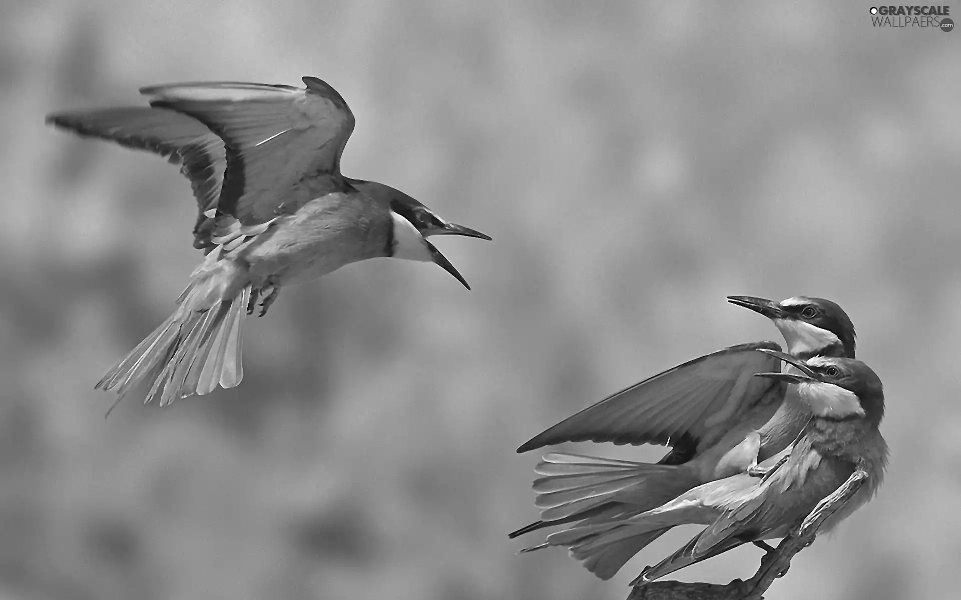 Birds on the log, Three, color